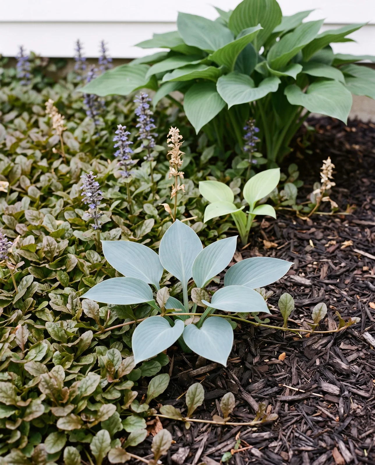 An ajuga mat closed around the crowns of small hostas, with a large hosta untouched at the back of the bed