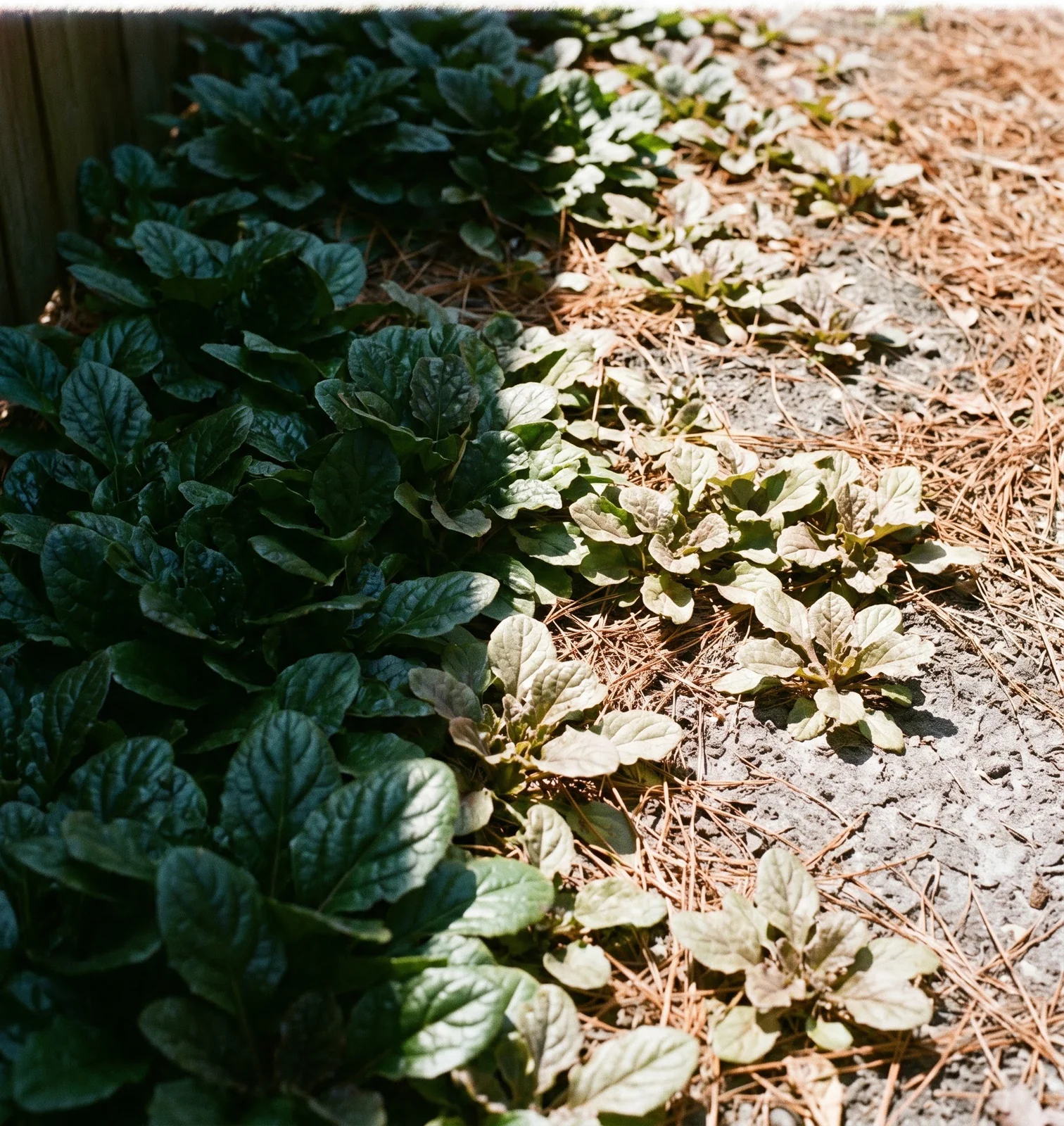 One ajuga planting split by a fence shadow, dense in the shade and pale, curled and gappy in the afternoon sun