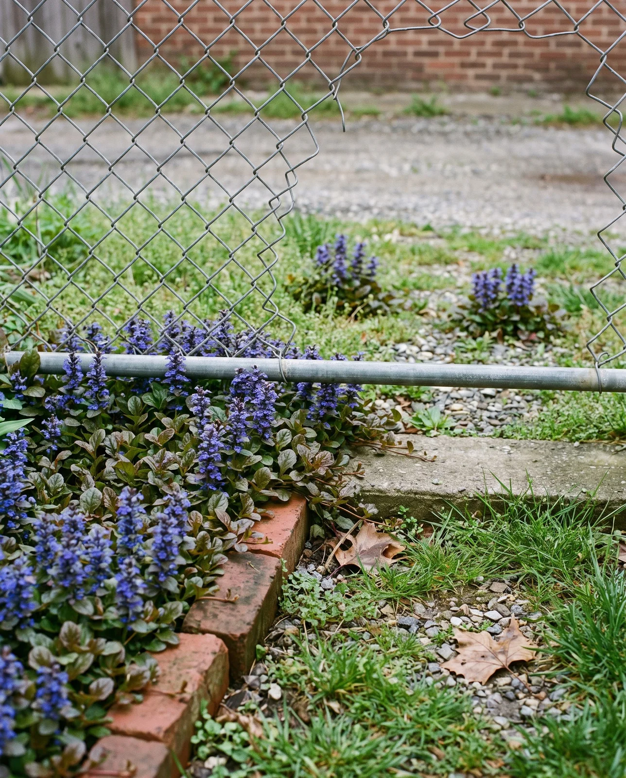 Ajuga flowering on both sides of a chain-link fence, passing under it from a kept bed into an unmown alley strip