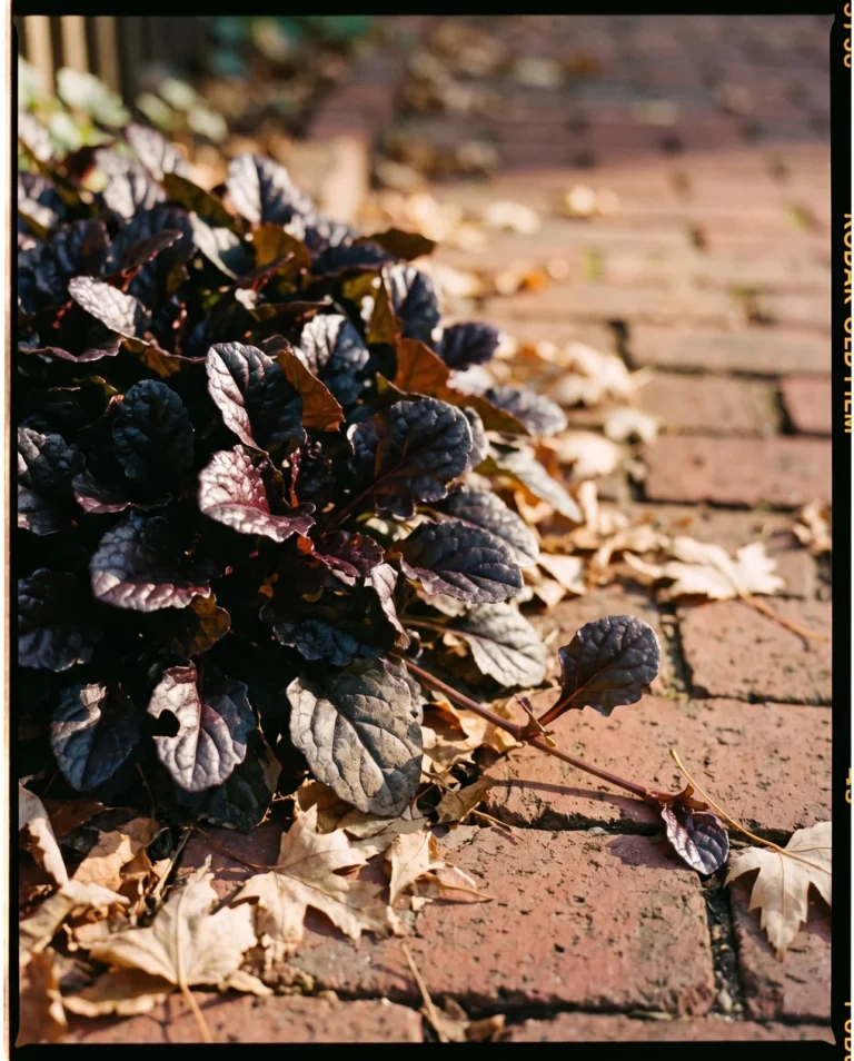 A tight clump of near-black scalloped 'Black Scallop' ajuga leaves edging an old red brick walk in low autumn sun
