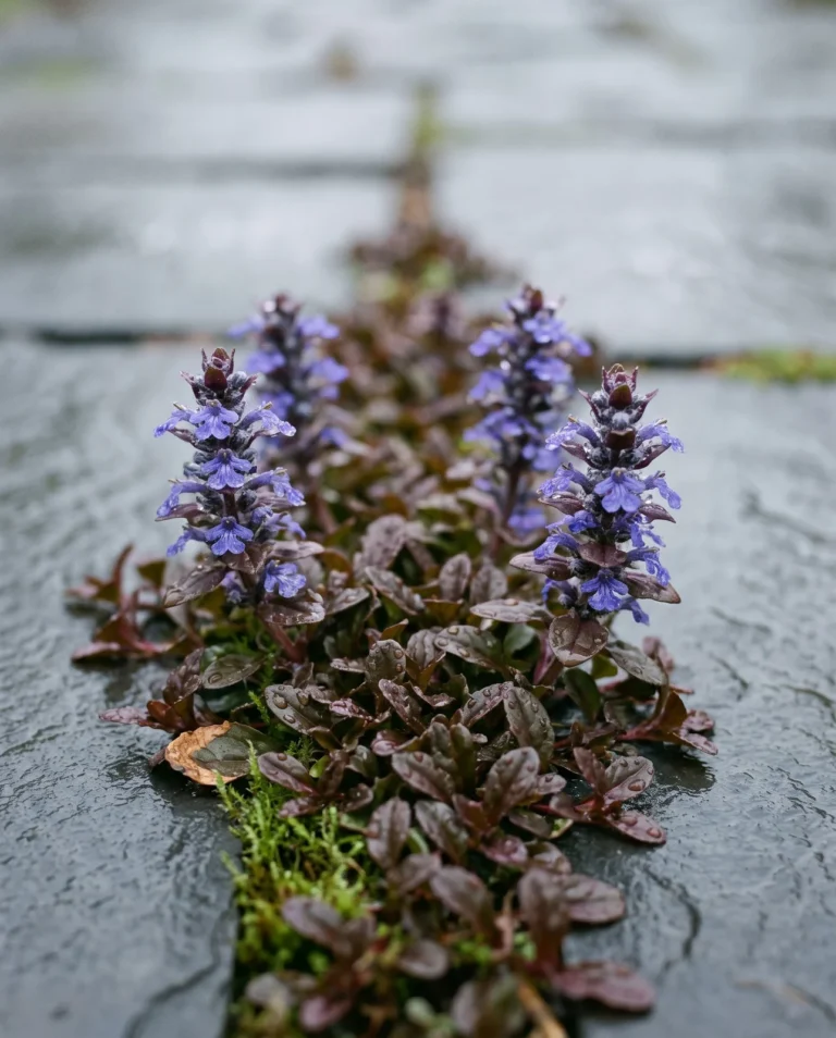 Tiny chocolate-burgundy 'Chocolate Chip' ajuga leaves in a two-inch mat filling a flagstone seam in drizzle