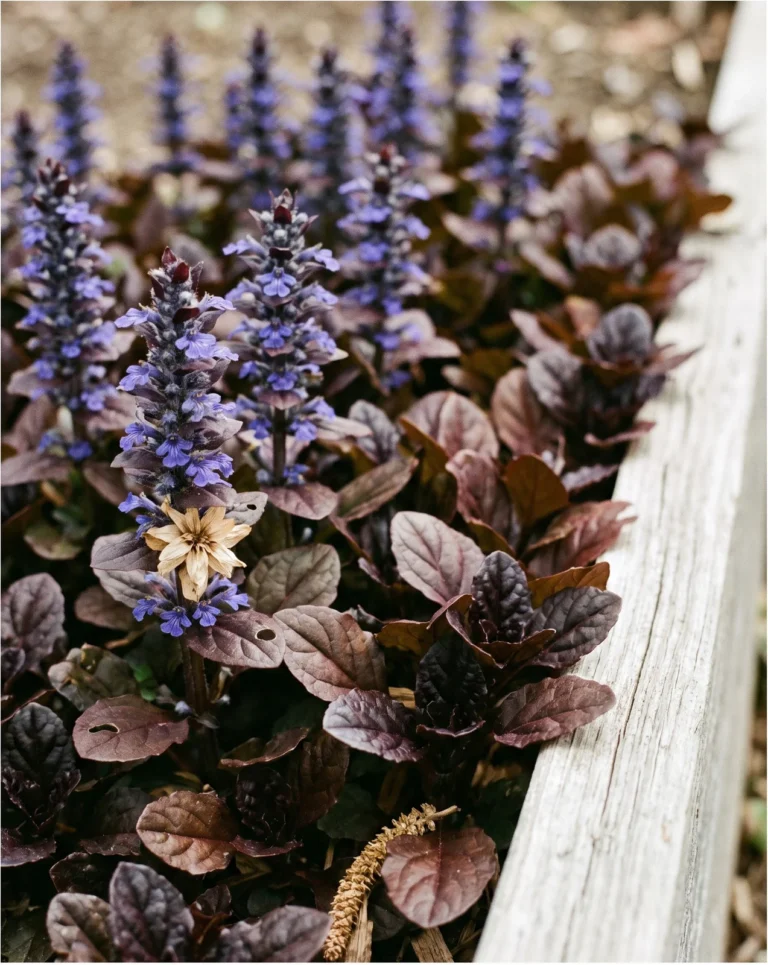 Deep mahogany 'Mahogany' ajuga foliage with near-black new growth and blue-violet spikes in a raised cedar bed