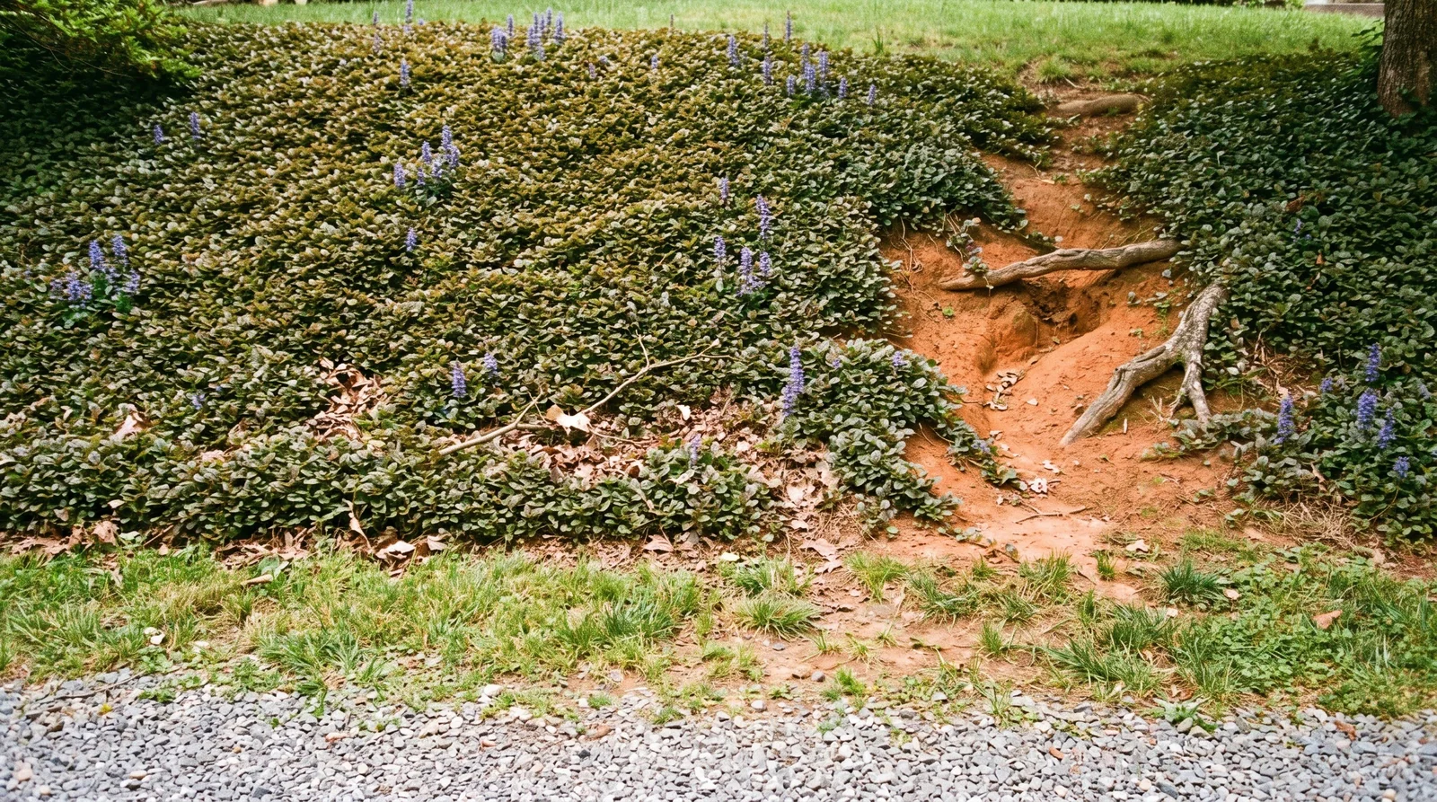 A shaded eroding bank between a gravel drive and a lawn knitted over by ajuga, with clay showing in the old gully