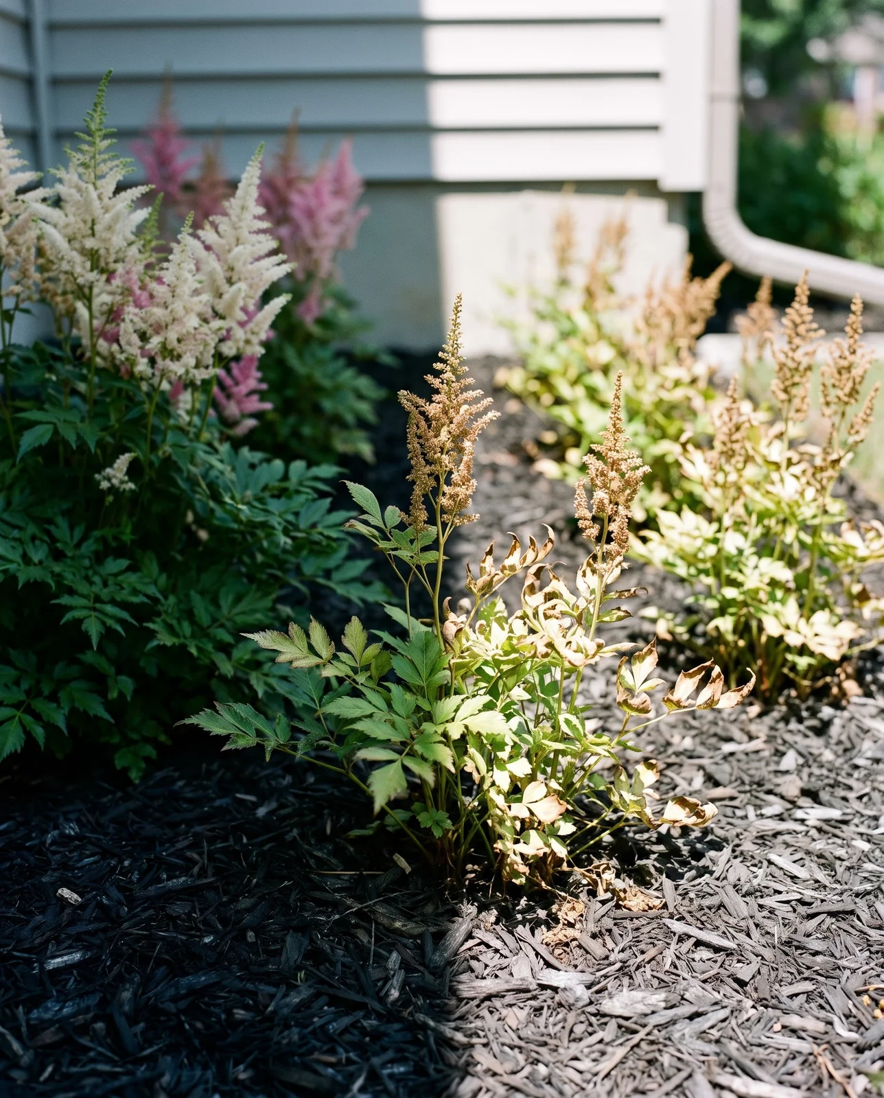 A bed of astilbe half in house shade and half in hard afternoon sun, with the shadow edge crossing the plants