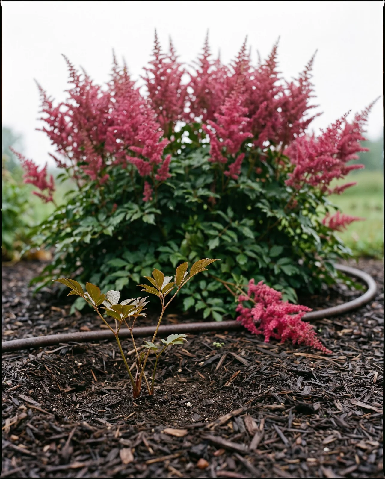 A small first-year astilbe with only a few leaves and no flowers beside a full established clump