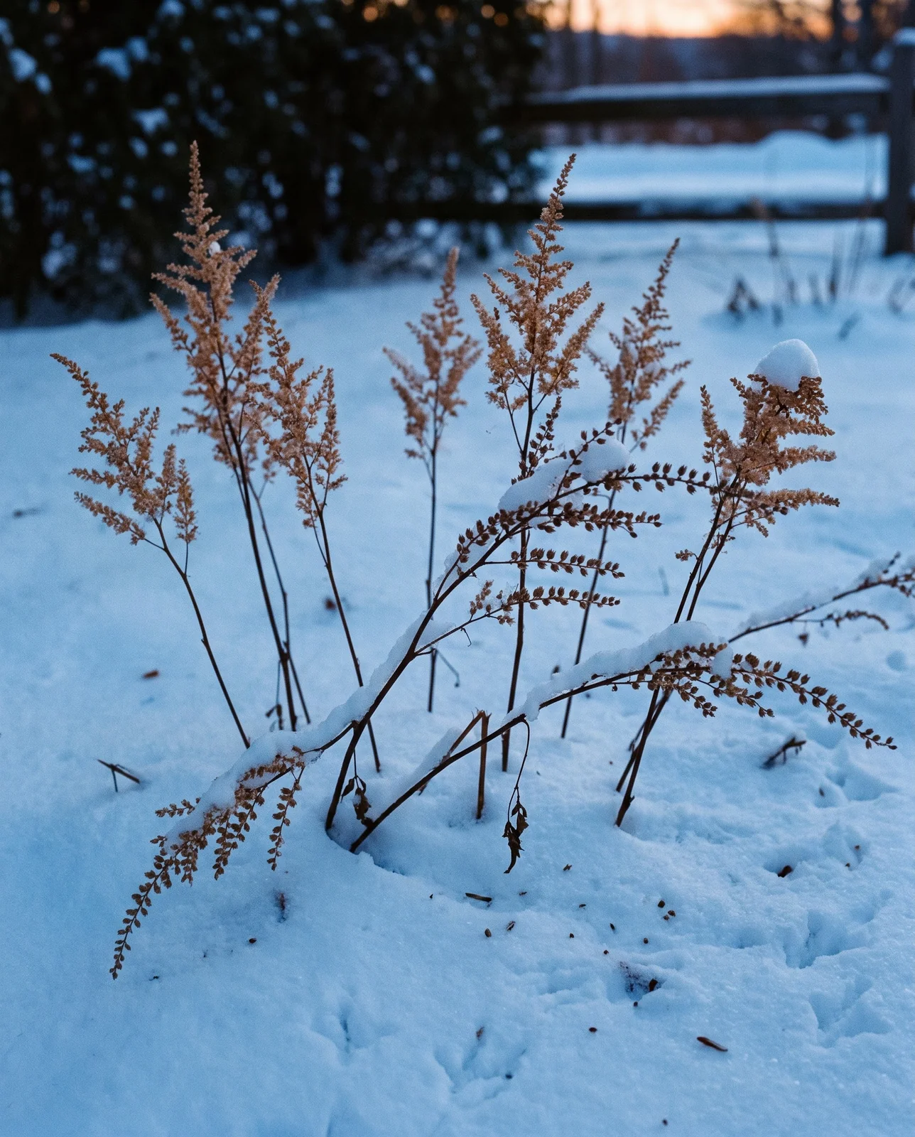 Dried tan astilbe plumes standing above deep snow in a winter garden at blue hour