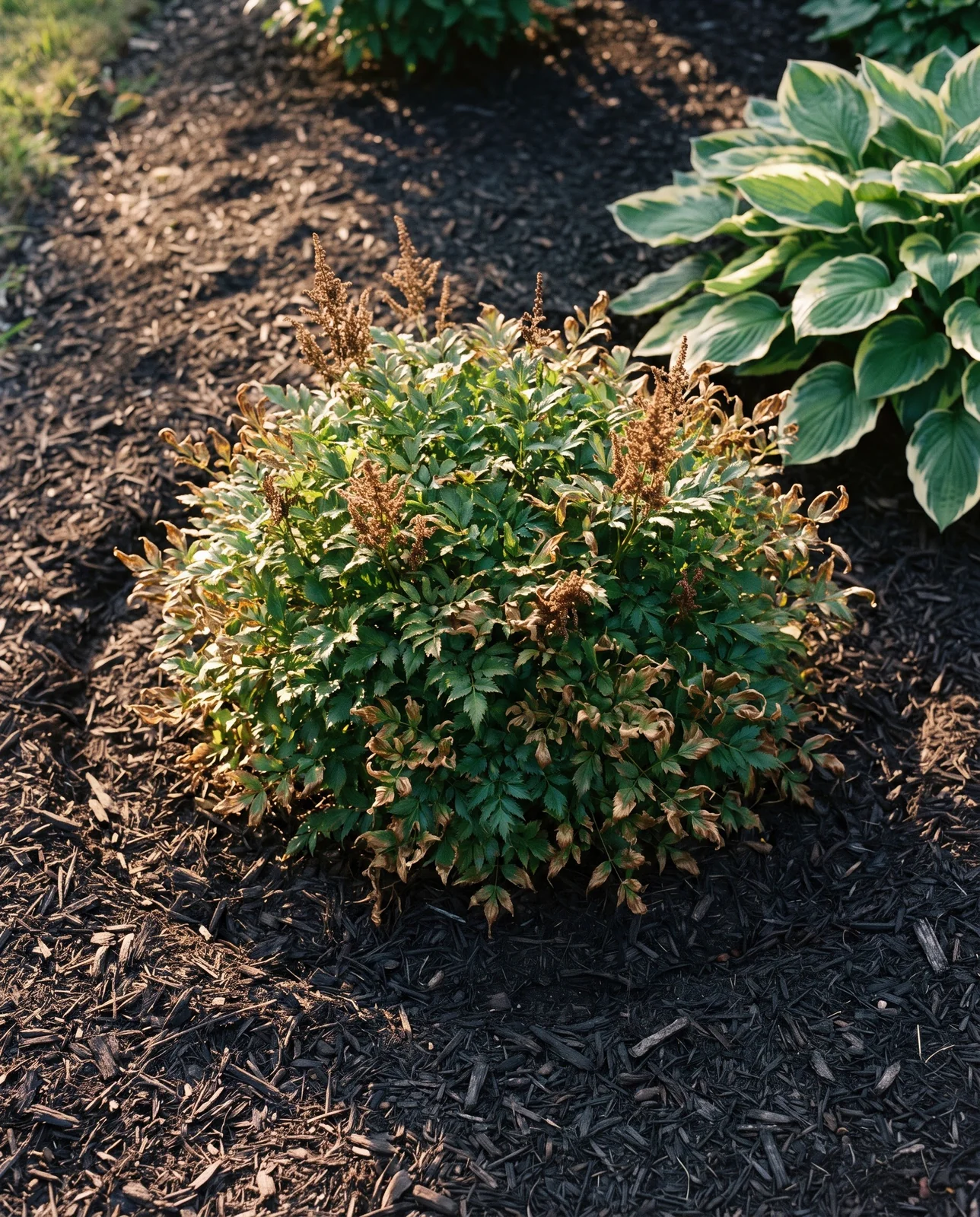 An astilbe clump with a clean ring of bare mulch around it, showing that it widens slowly instead of running