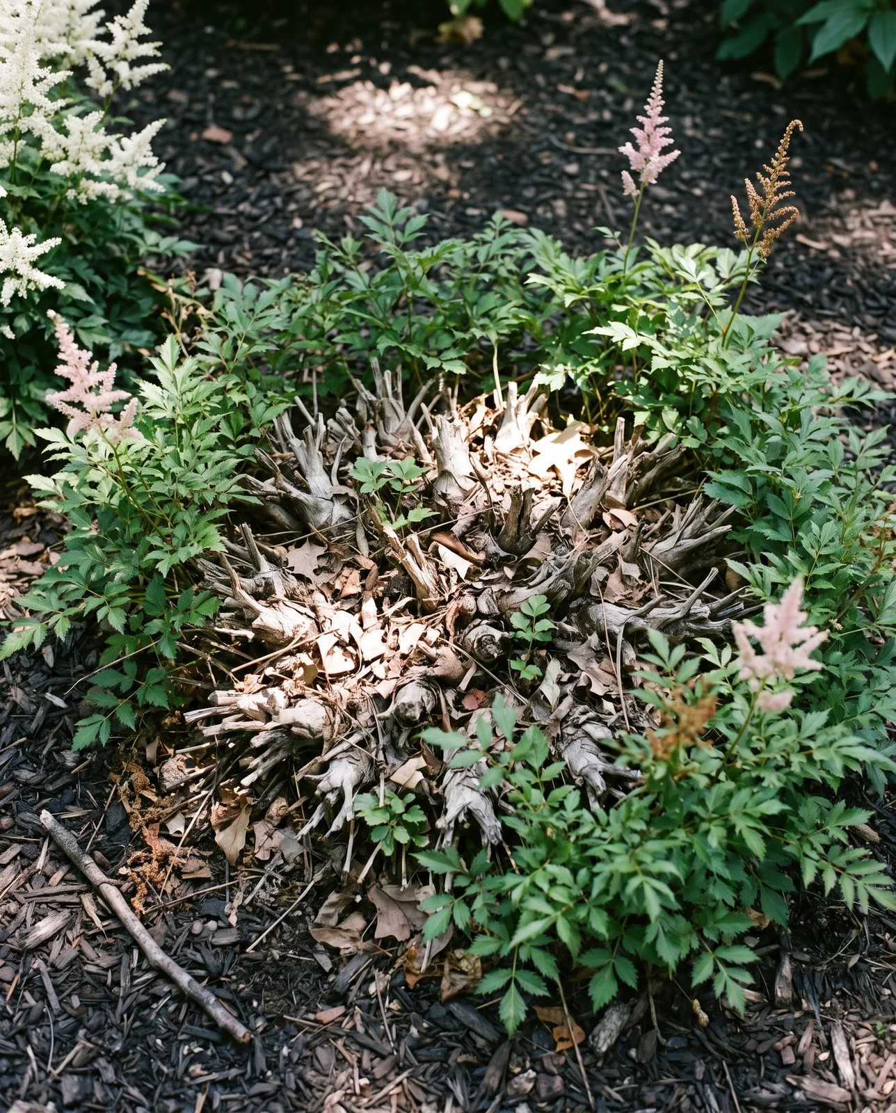 An old overcrowded astilbe clump with a dead woody centre and only two weak plumes at the outer edge