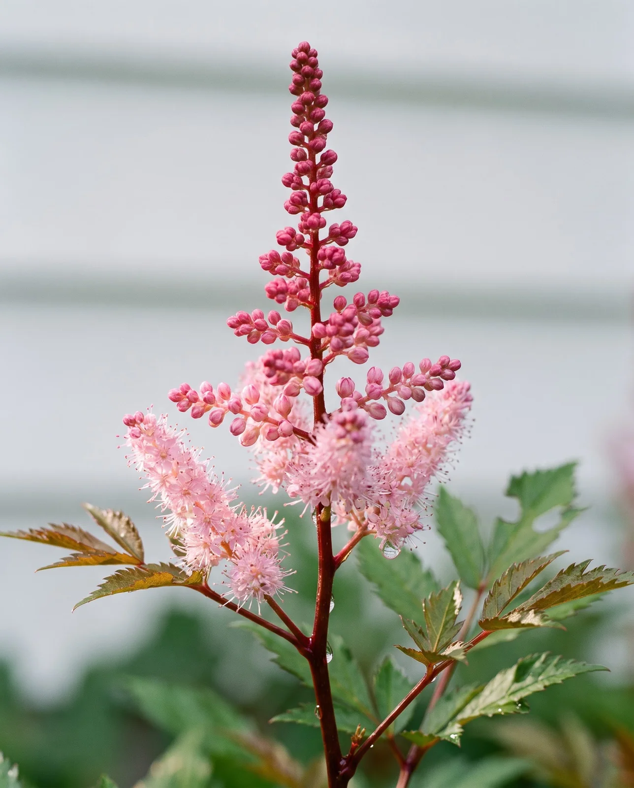 Close view of a single astilbe plume opening from the base upward, with fern-cut foliage below