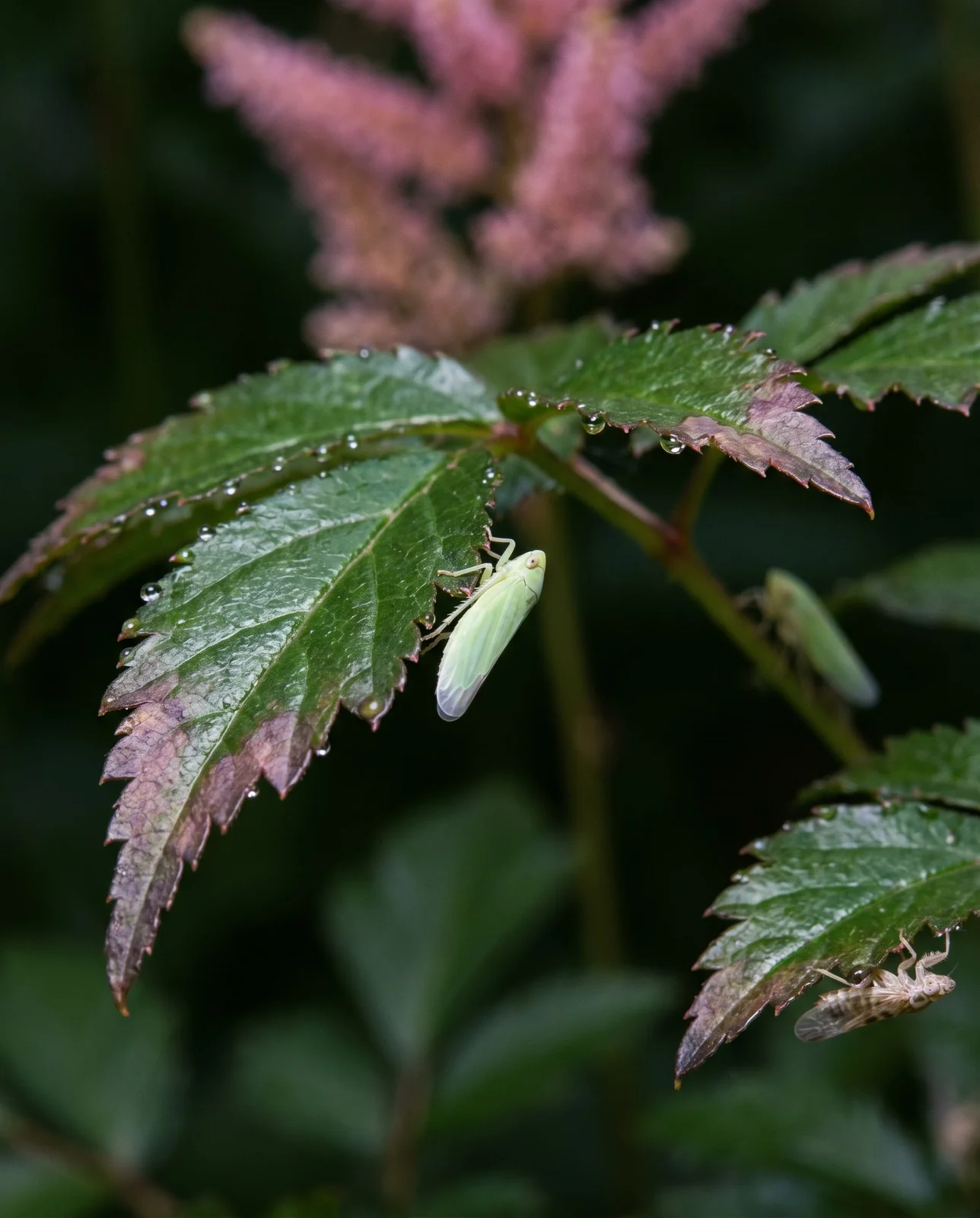 A small green leafhopper on an astilbe leaf whose tips have reddened, seen very close on a humid morning