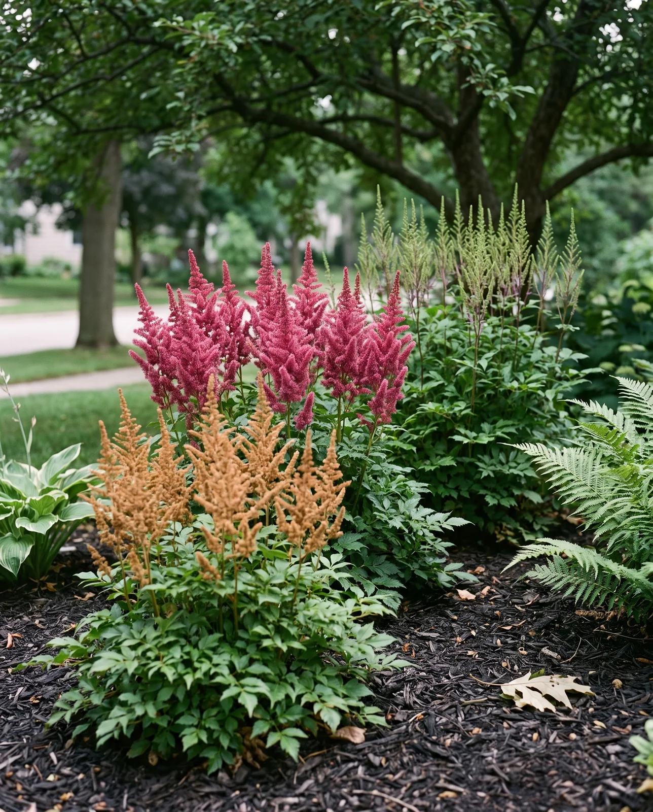 Three astilbe clumps in one bed on the same day, one spent, one in full flower and one still in bud