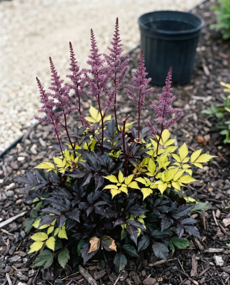 Astilbe Dark Side of the Moon with near-black foliage under purple plumes in a nursery display bed