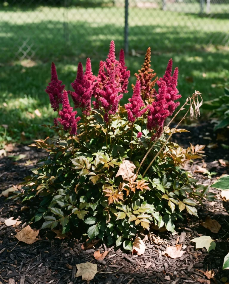 Compact Visions astilbe with dark pink upright spikes over bronze-green foliage in dappled midday light