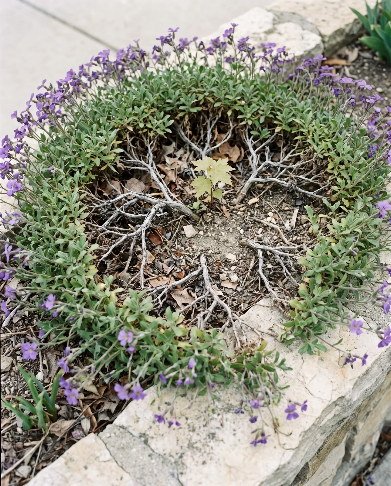 An old unsheared aubrieta gone bald in the middle, a grey woody ring of bare stems around a dead hollow centre with flowers only at the rim