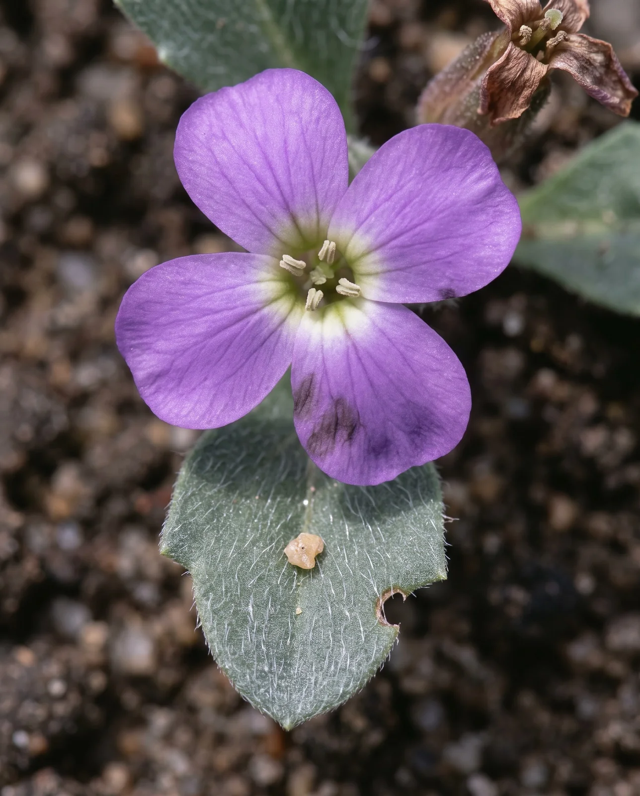 Macro of a single aubrieta flower with four plain rounded petals above a small hairy spoon-shaped leaf with two shallow lobes