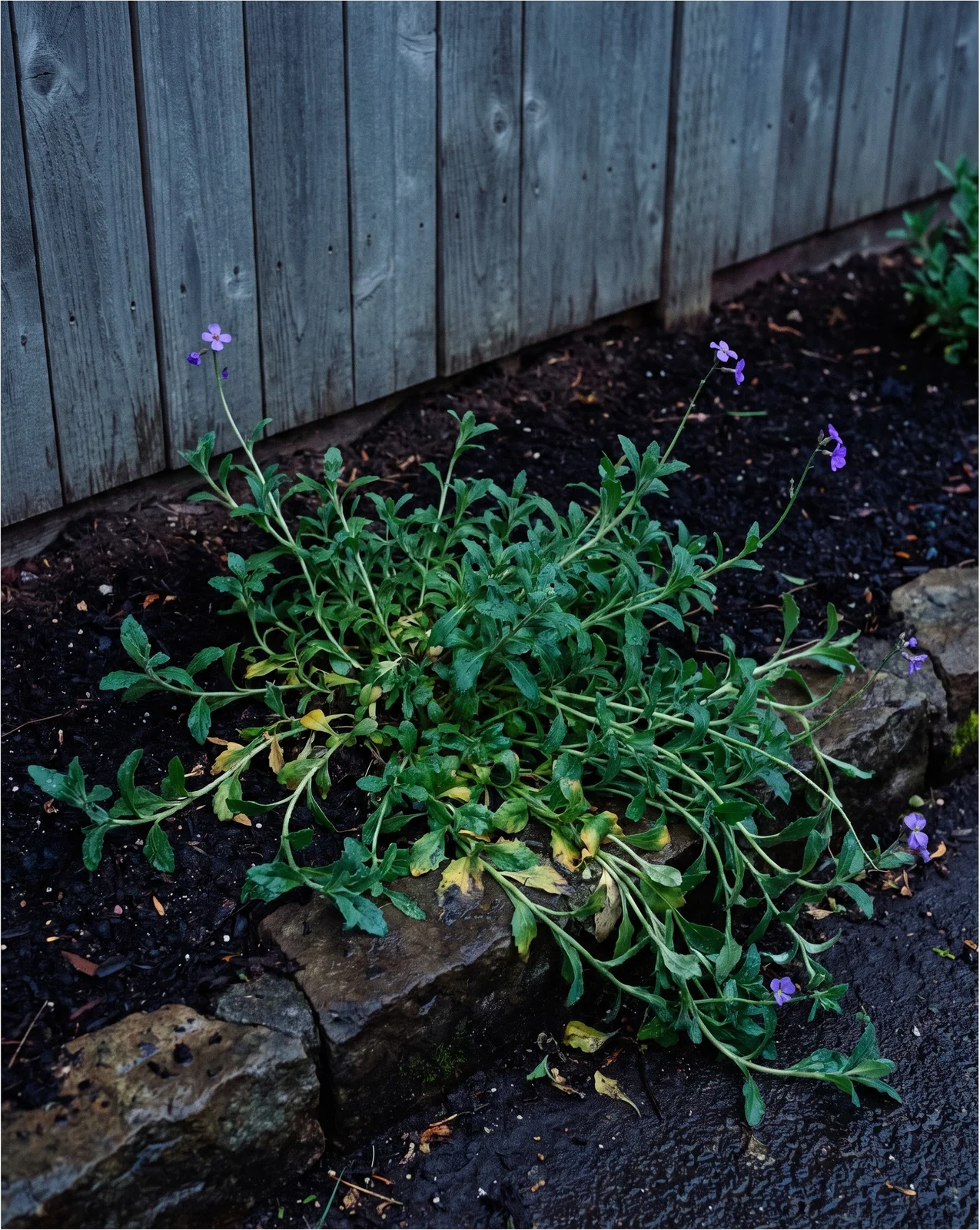 An aubrieta in rich dark composted soil grown lush and soft with big leaves and only four flowers, in evening drizzle