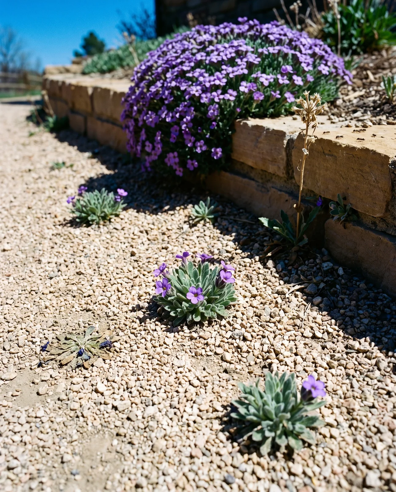 Self-sown aubrieta seedlings scattered through a pea-gravel path and rooted in step joints several feet from the parent cushion