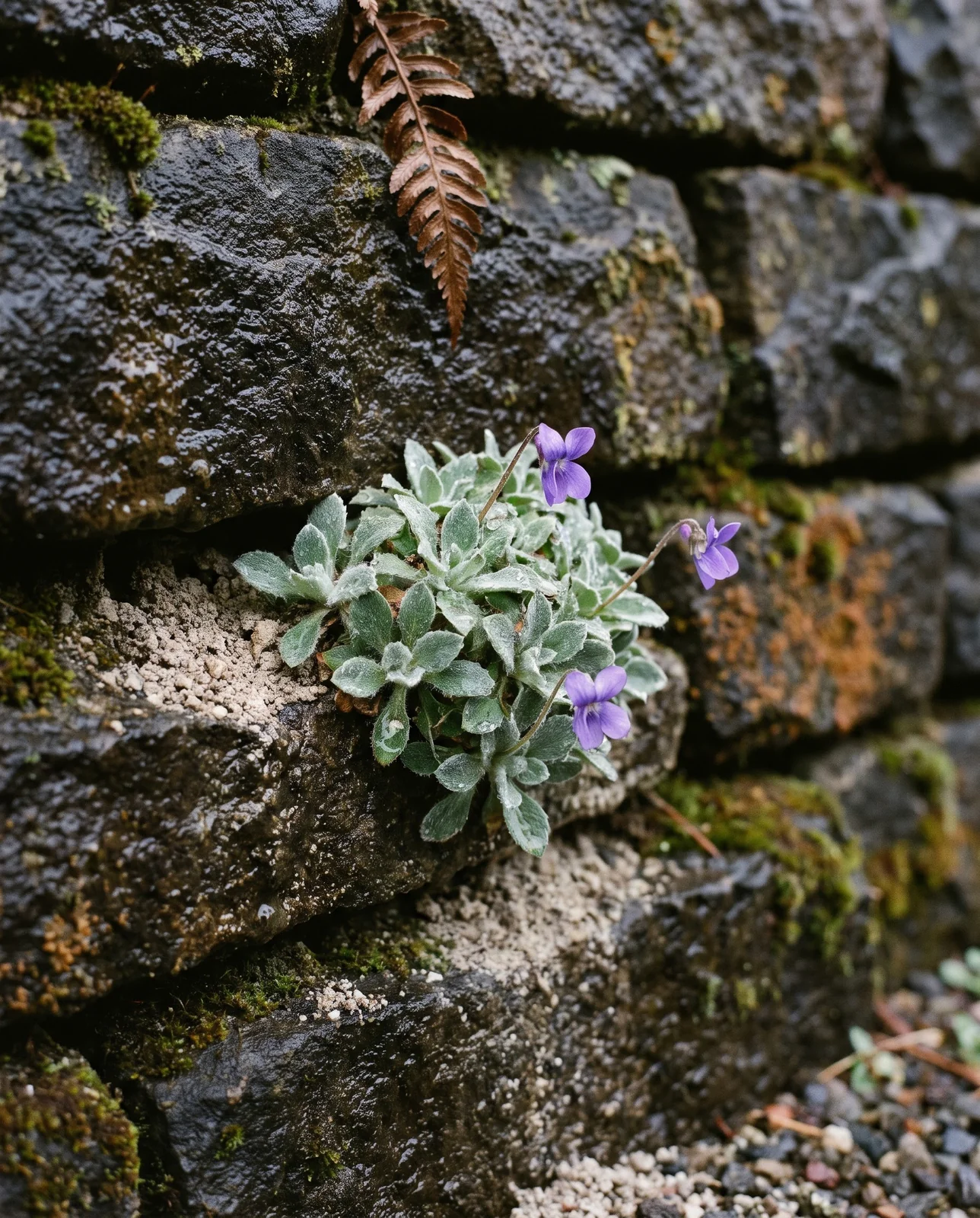 A young aubrieta tucked sideways into an open crevice of a dry-laid stone wall with gritty soil packed into the joint