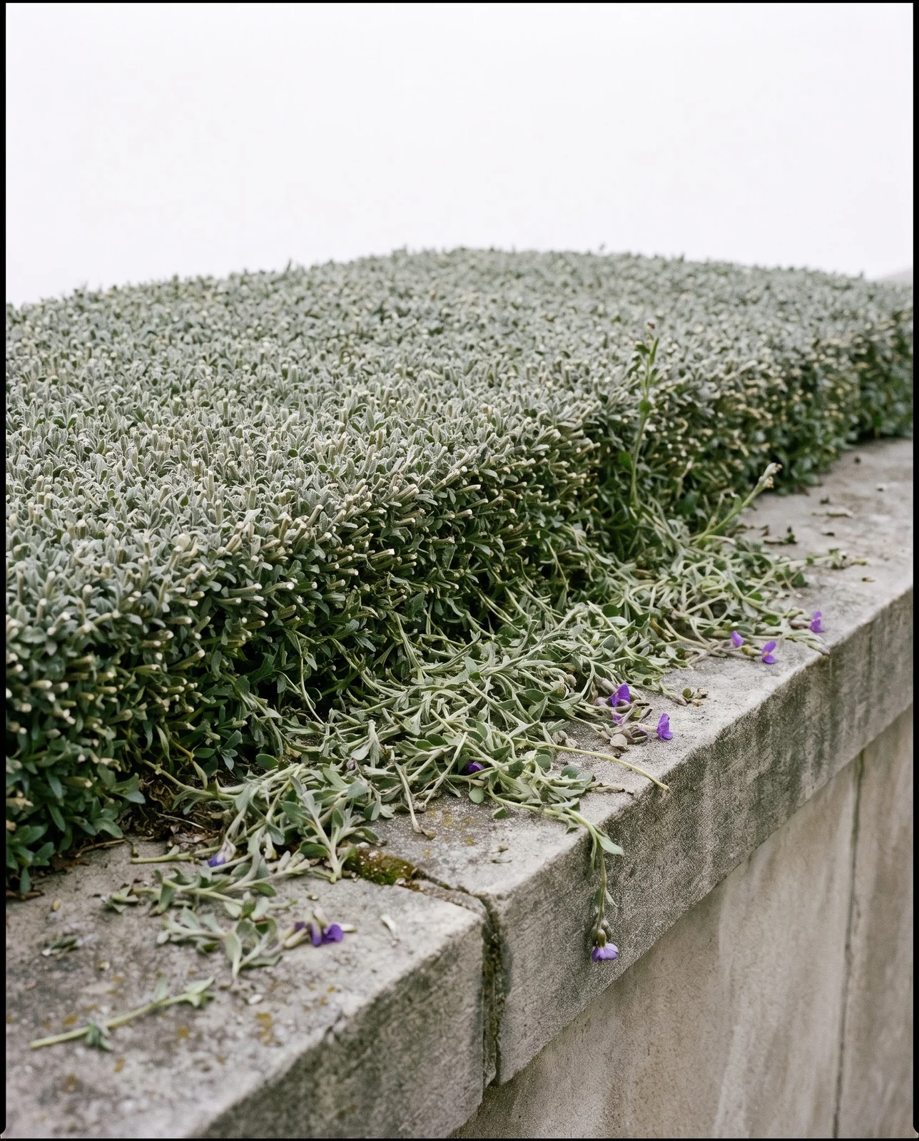 An aubrieta mat on a limestone wall coping cut level straight after flowering, pale cut stem ends showing and shorn stems drifted on the stone