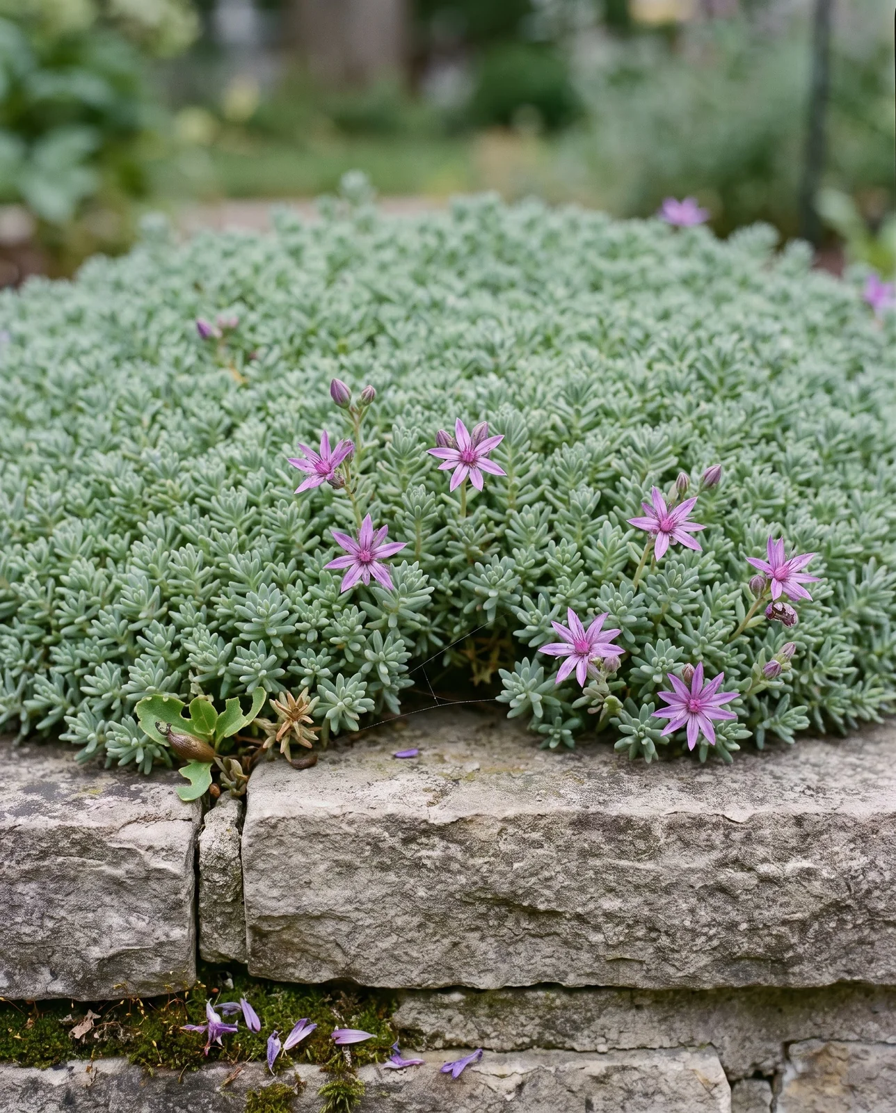 The same limestone coping six weeks after shearing, the mat dense and tight again with a scatter of second flowers