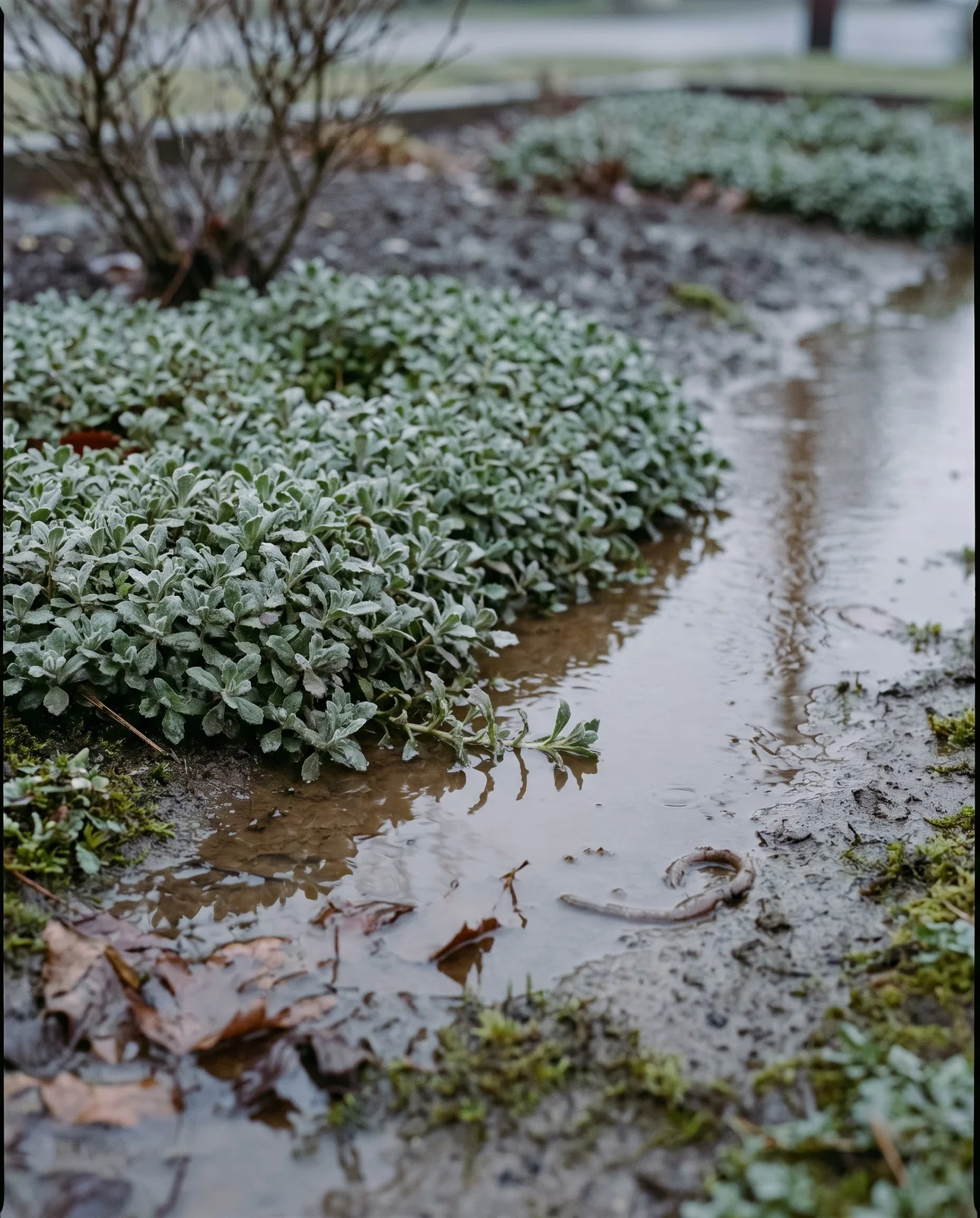 Sheet water standing over grey clay in a flat bed corner with a sunken aubrieta mat sitting at the waterline in November drizzle