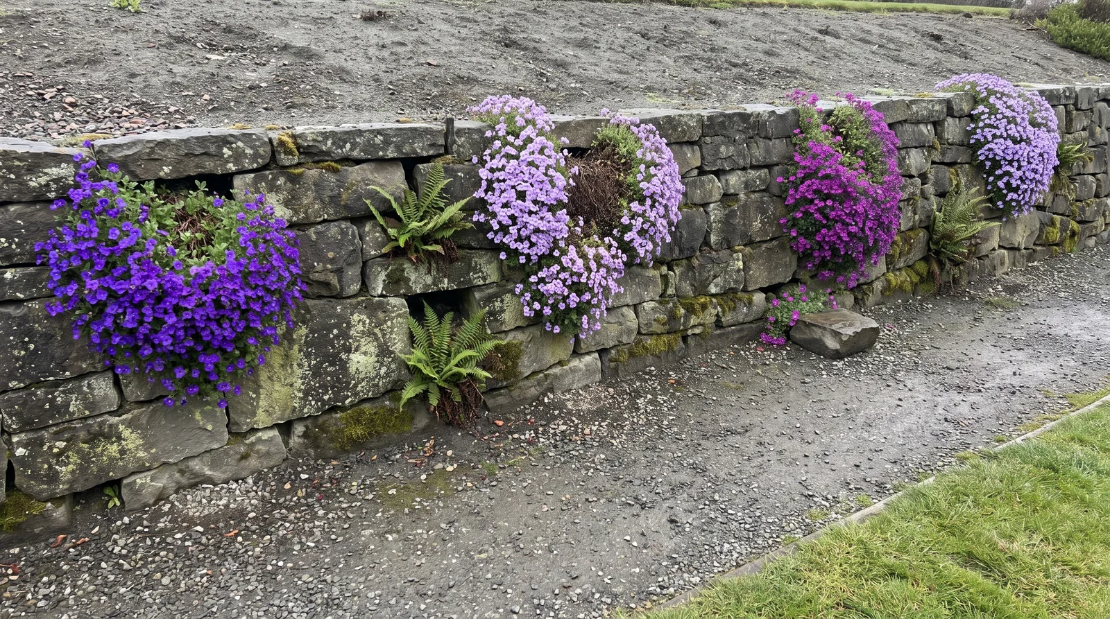 A long dry-laid basalt retaining wall terracing a sloping garden with four aubrieta cushions spilling down its face in April