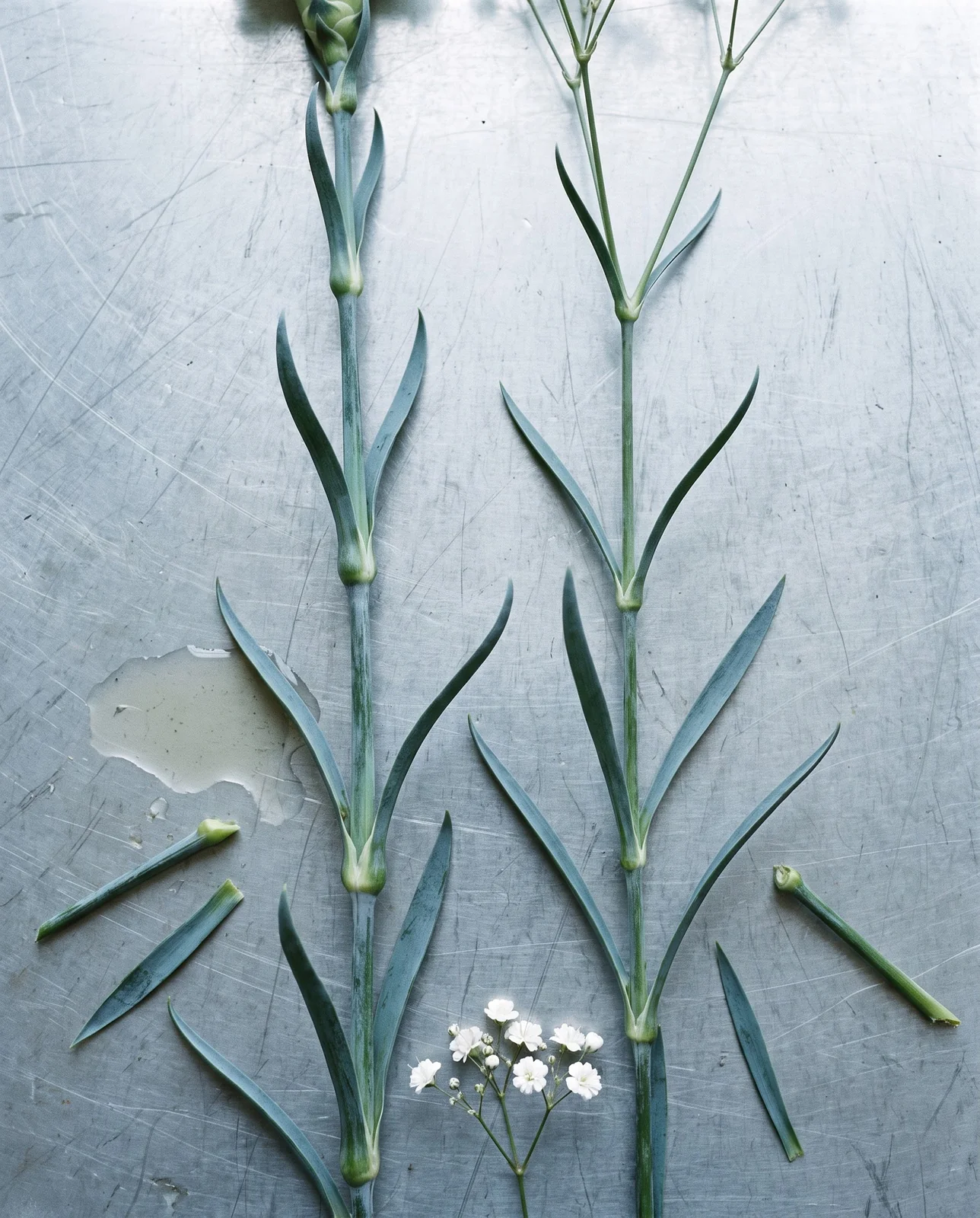A carnation stem and a baby's breath stem laid side by side on a zinc bench showing the same swollen nodes and blue-grey opposite leaves