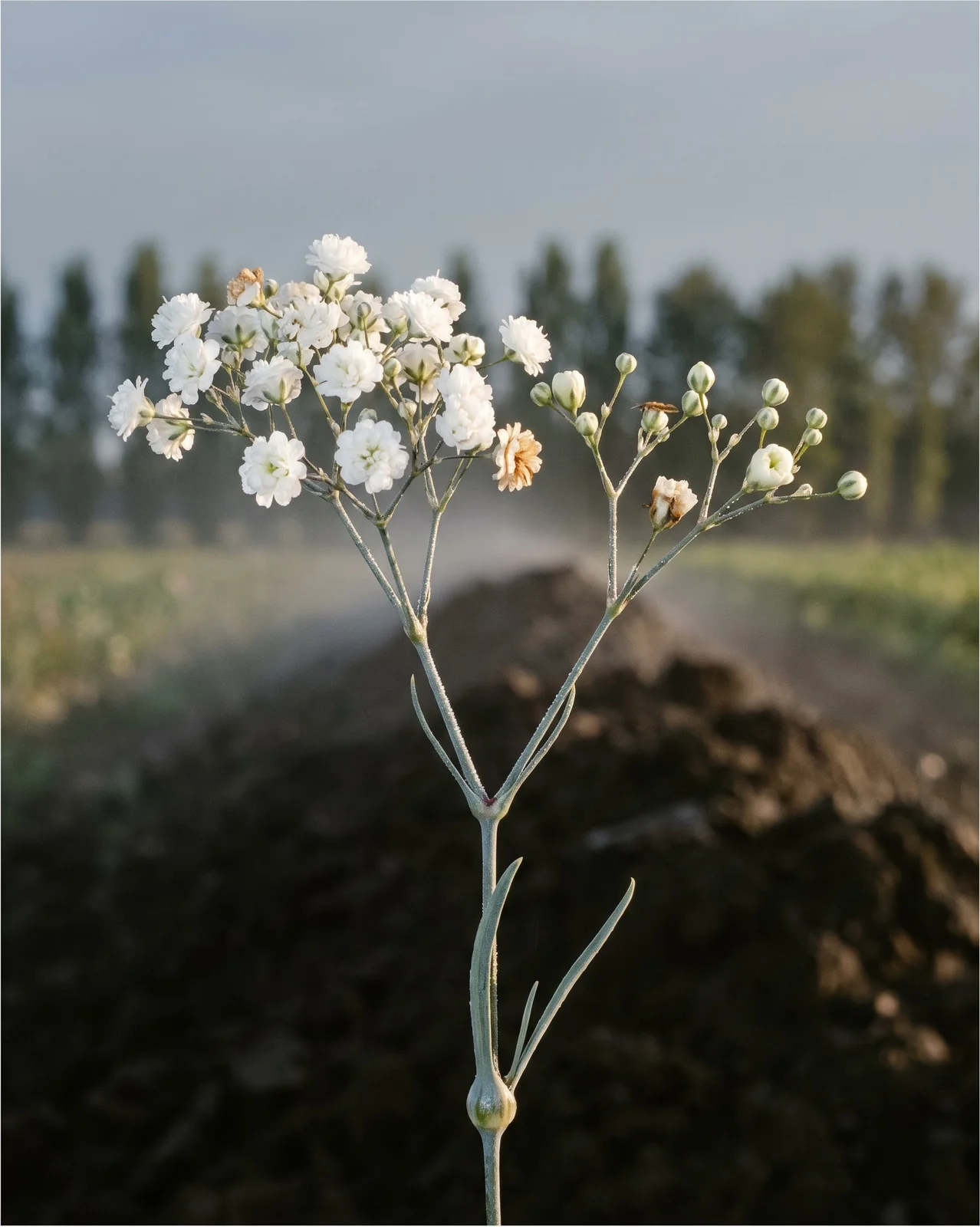 A baby's breath stem at cutting stage with about half its flowers open and the rest still hard green-white buds