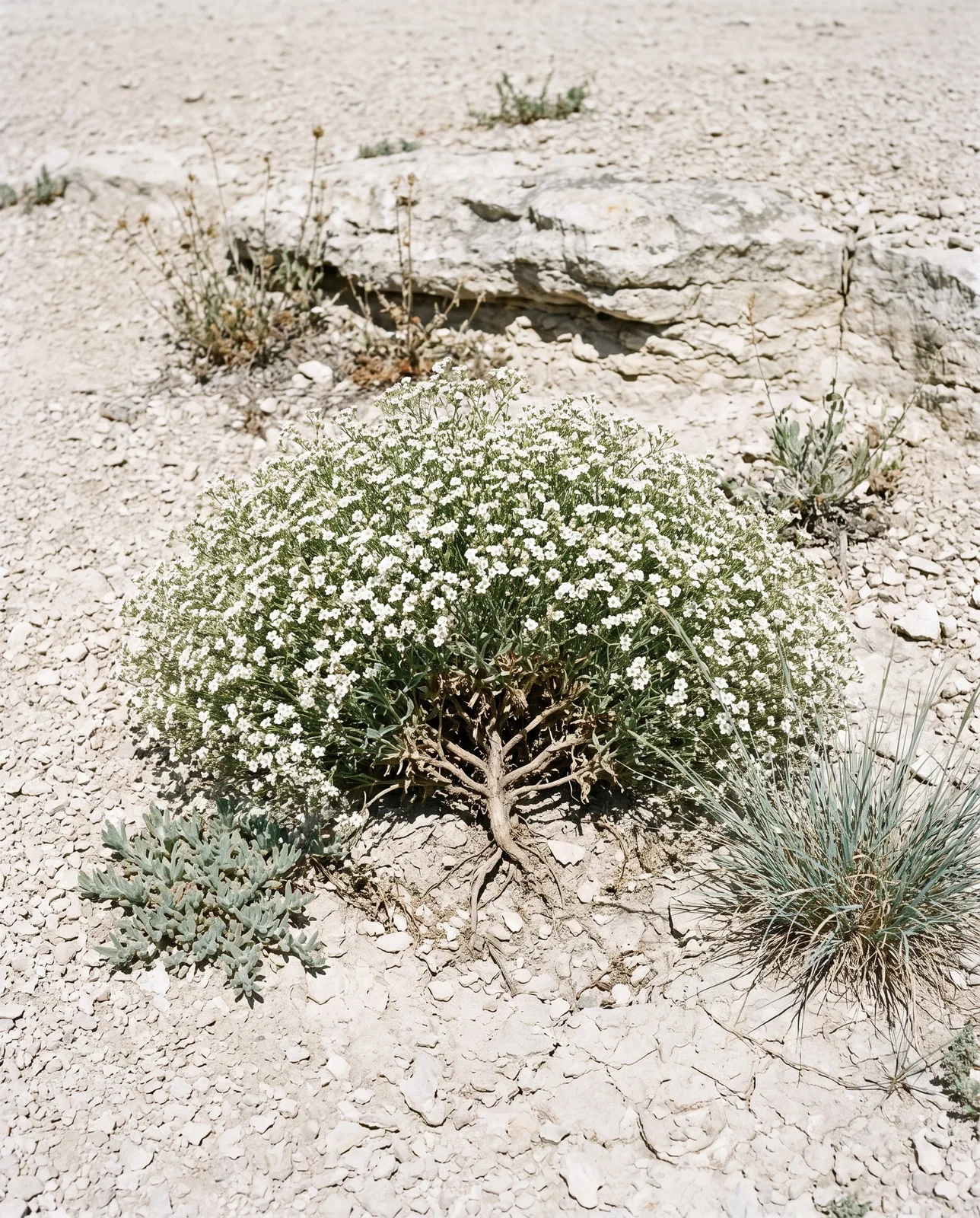 A dense baby's breath plant flowering in a lean bed of crushed pale limestone gravel under hard high-altitude sun