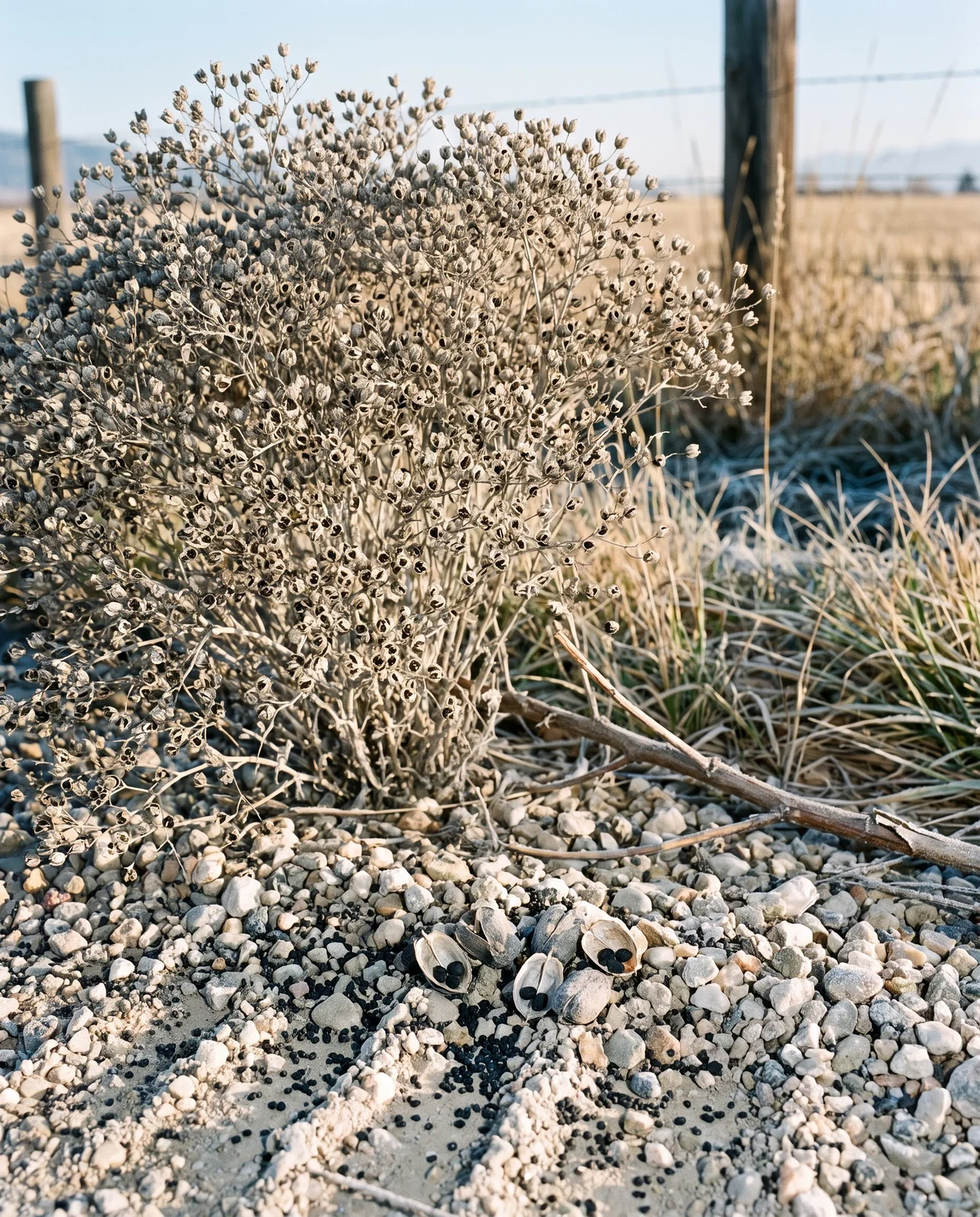 A dried baby's breath skeleton on a gravel road shoulder, its split seed capsules spilling tiny dark seeds into the ruts