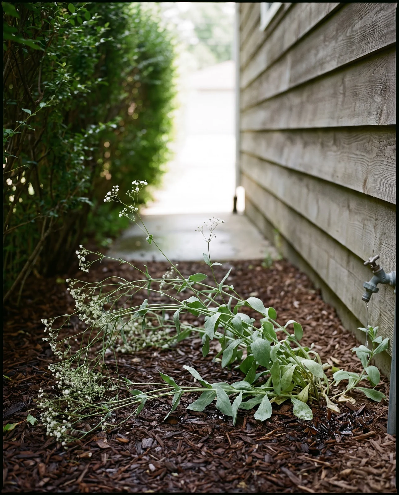 A sprawling baby's breath plant in deep shade beside a garage carrying only a scatter of flowers at its branch tips