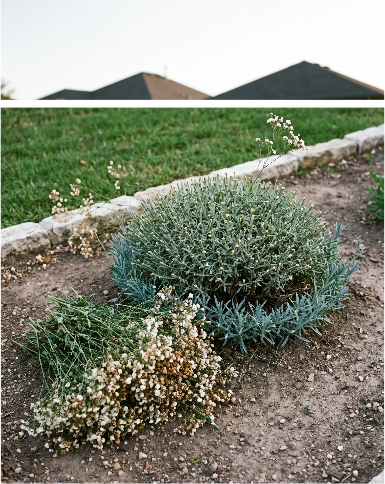 A baby's breath clump sheared to a flat grey-green dome with the removed flowering branches heaped beside it