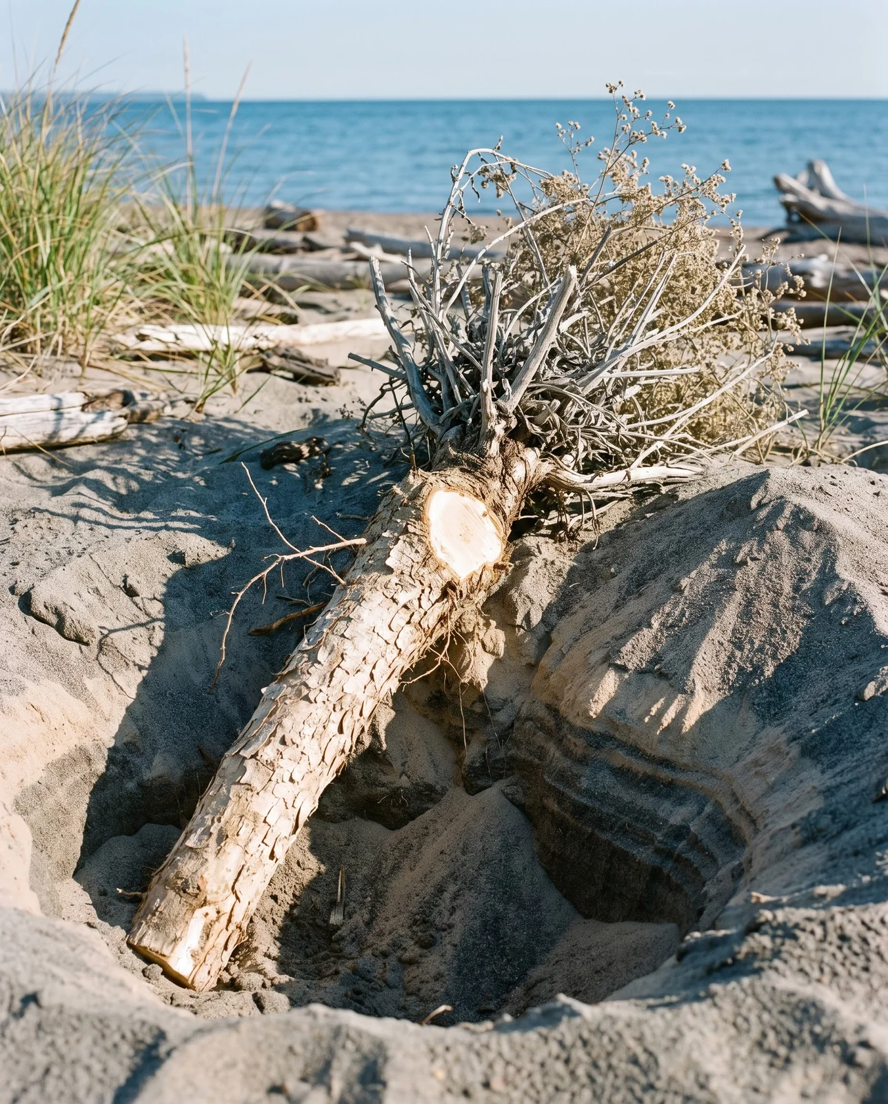 A thick woody baby's breath taproot lifted from dune sand and laid beside the deep narrow shaft it came out of
