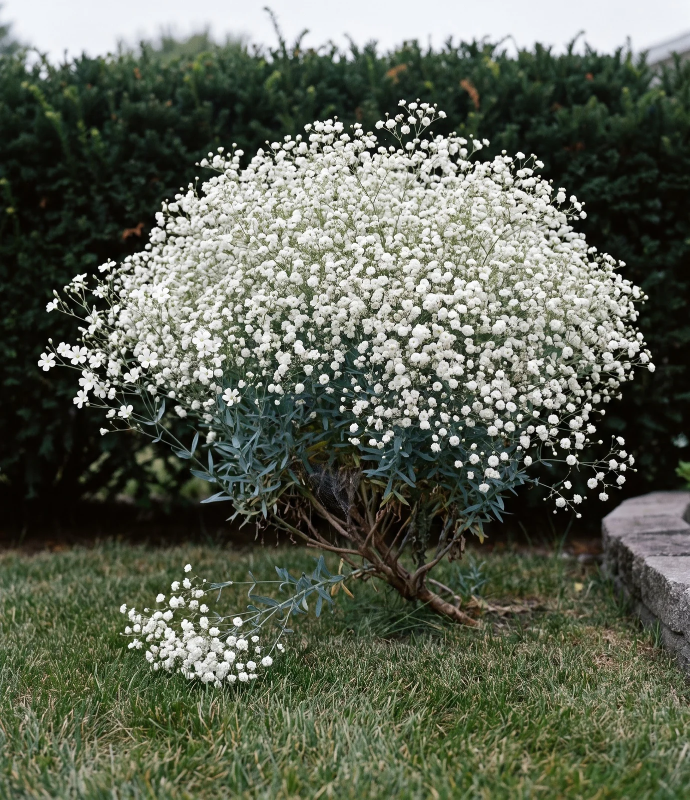 One whole baby's breath plant as a rounded white cloud of tiny flowers against a dark yew hedge under flat overcast