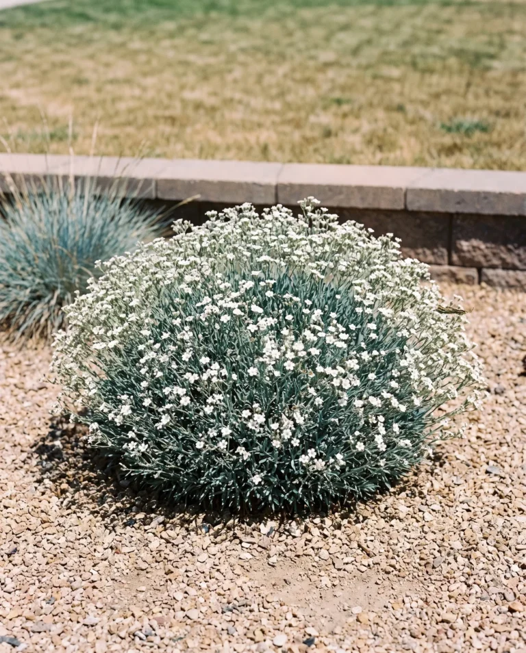 The compact garden selection Summer Sparkles as a low even dome flowering to the ground in a dry Colorado front bed