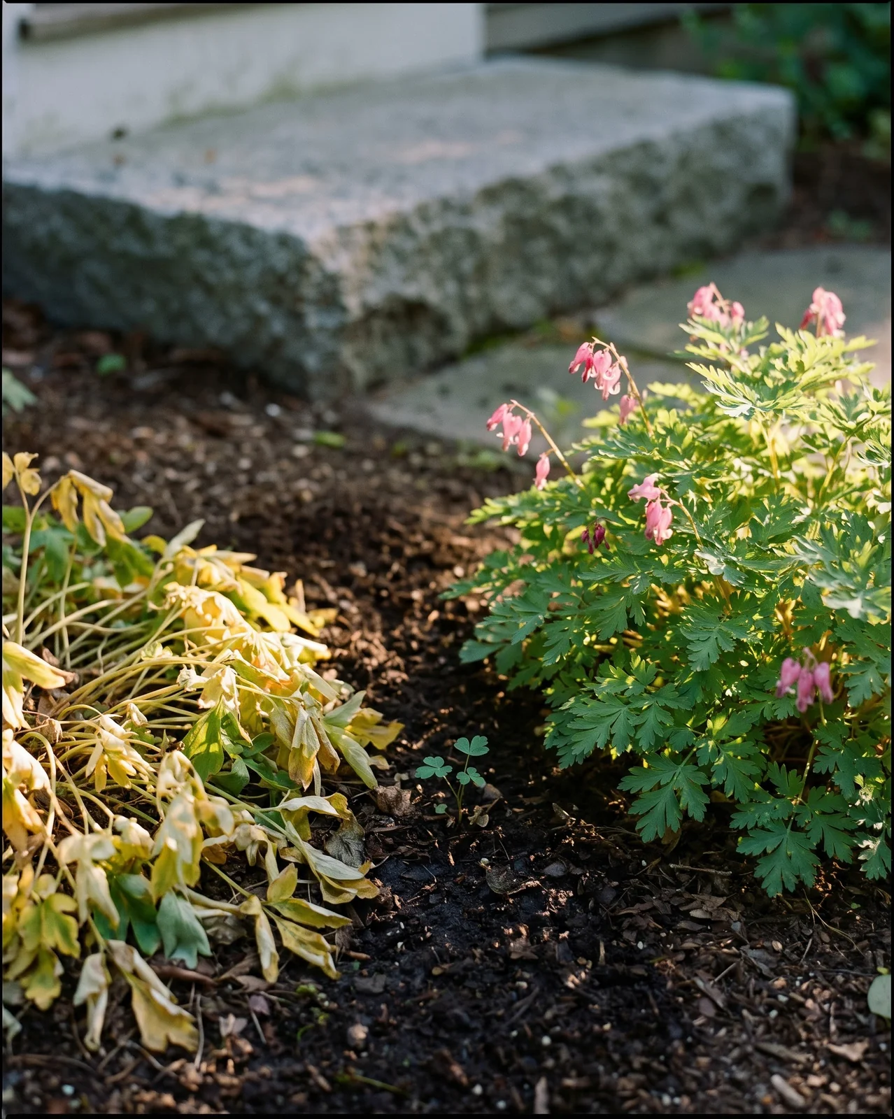 Classic bleeding heart gone yellow beside a ferny Dicentra eximia still green and flowering in the same Concord, Massachusetts bed