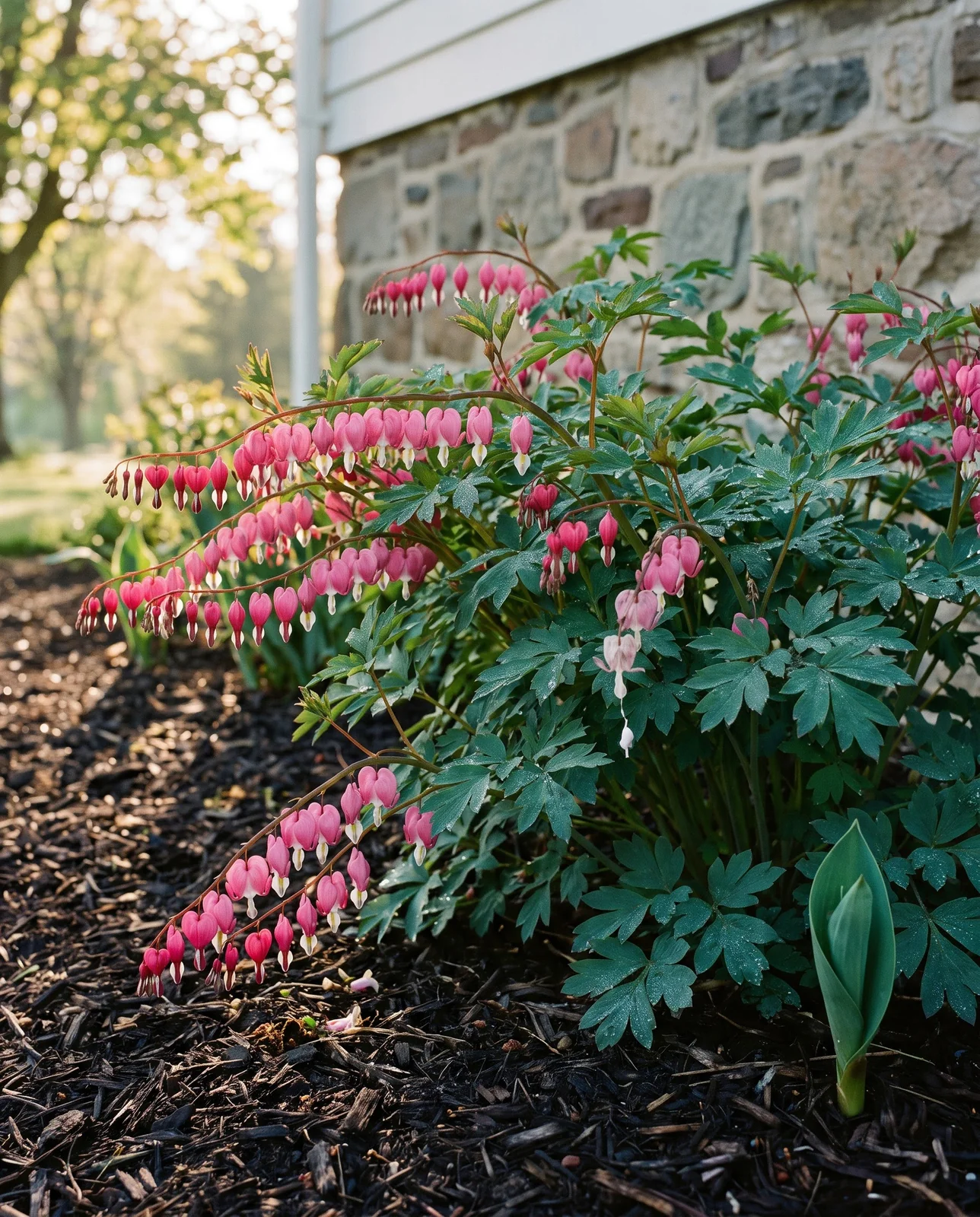 The same Lancaster County foundation bed in May, the bleeding heart clump in full bloom before its midsummer dieback