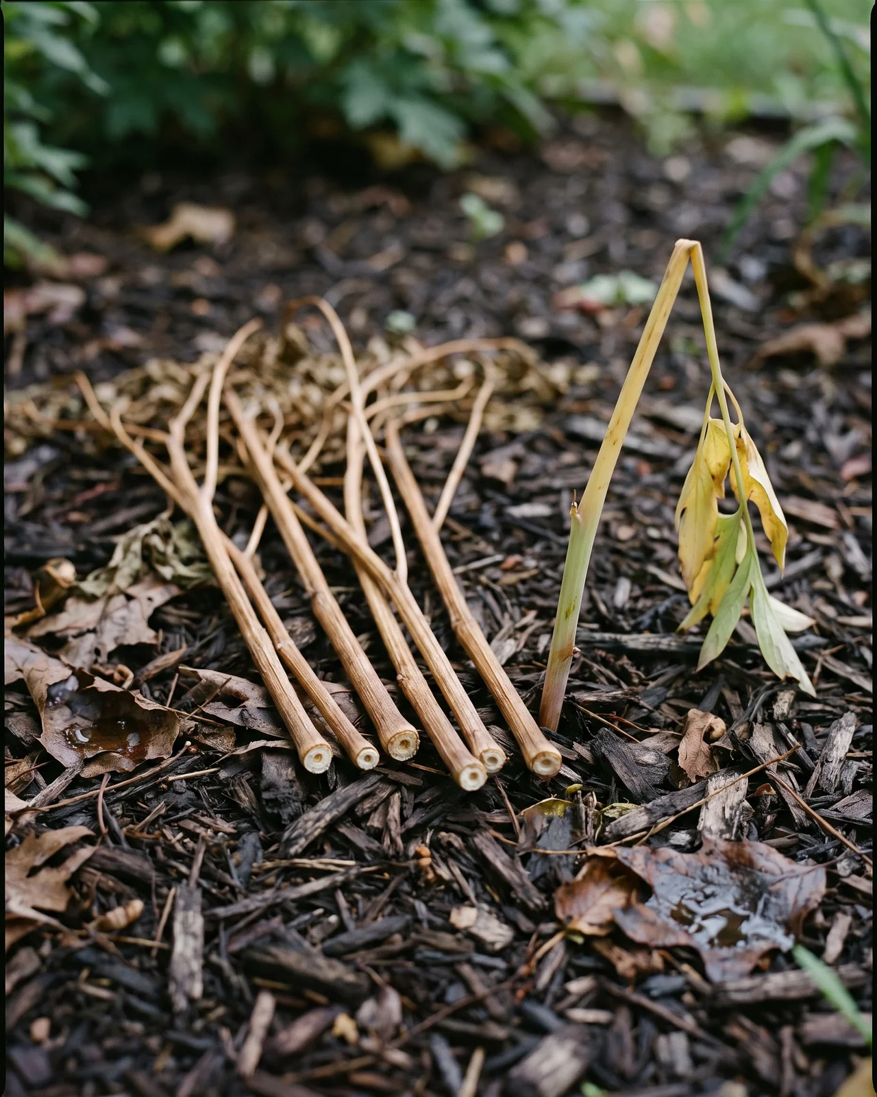 Fully dead bleeding heart stems lying loose on the mulch of a Maryland yard, the sign that they were ready to come away