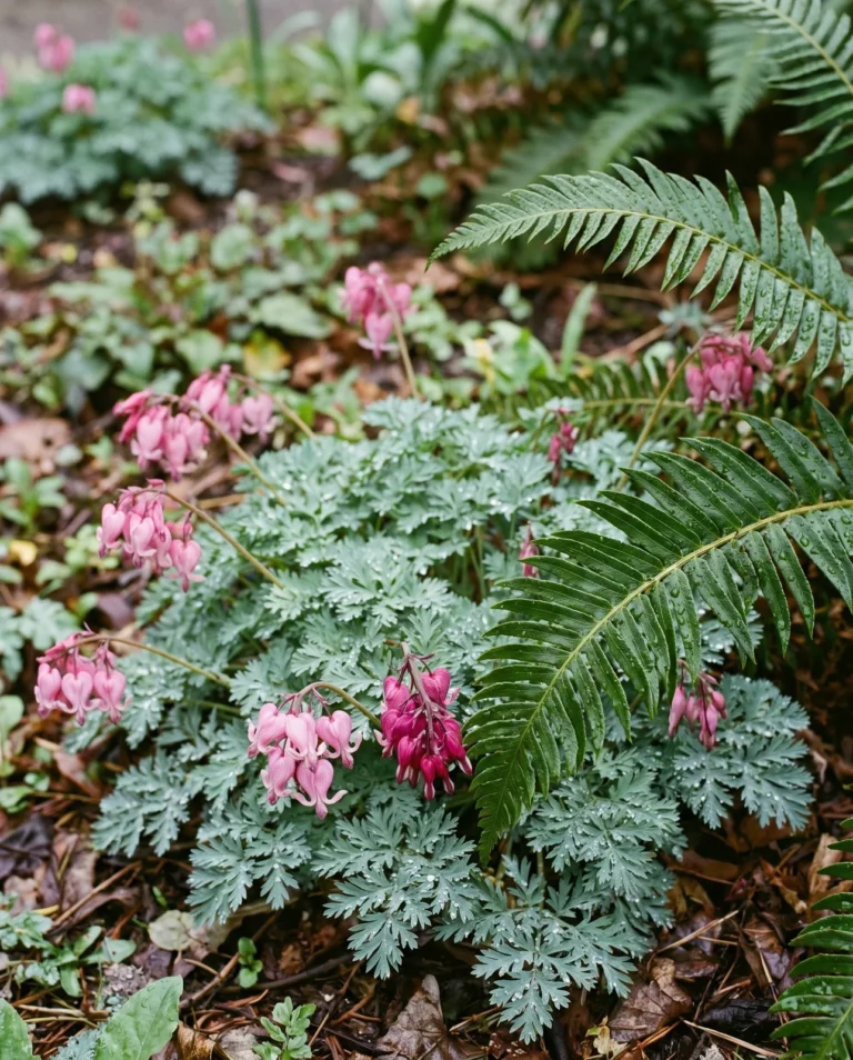Western bleeding heart, Dicentra formosa, native to the Pacific Northwest, among sword ferns in a Seattle native garden