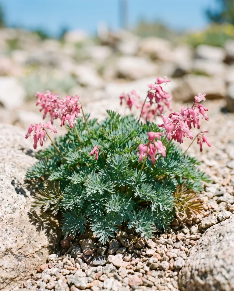 'Pink Diamonds', an alpine-type fern-leaved hybrid, in full sun and sharp drainage in a Boulder, Colorado rock garden