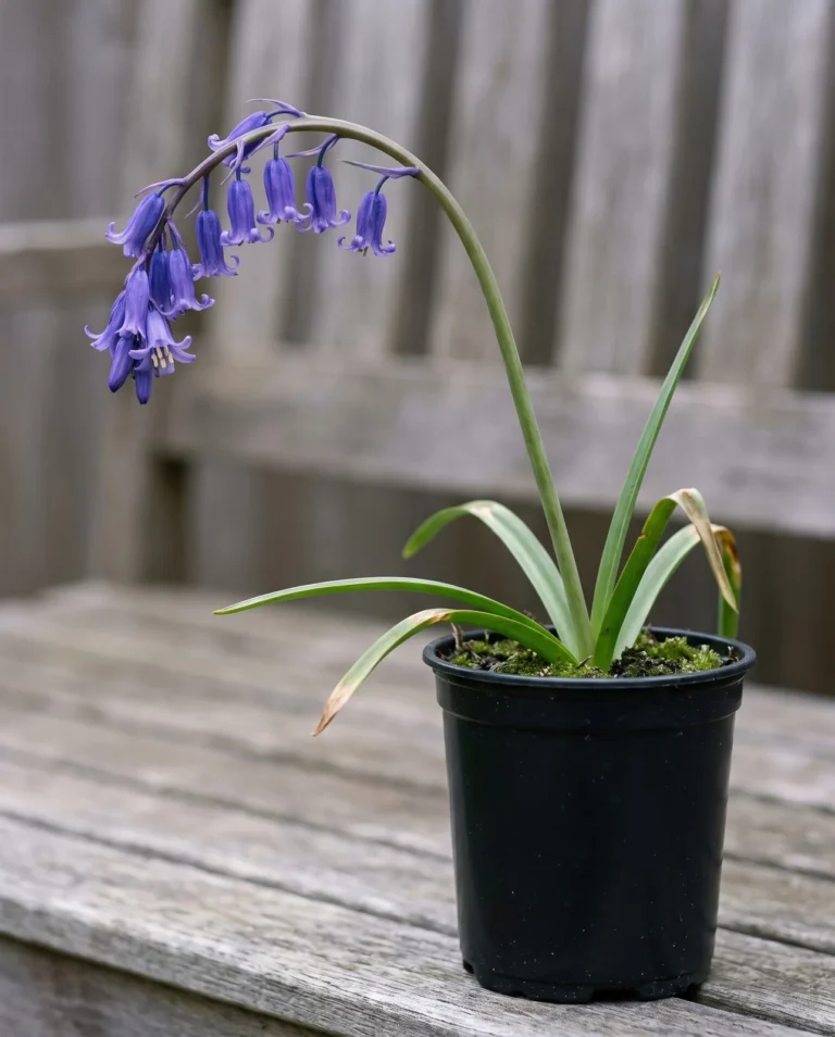 English bluebell in a black nursery can on a cedar bench, the stem arching over with all twelve deep violet bells hanging from one side
