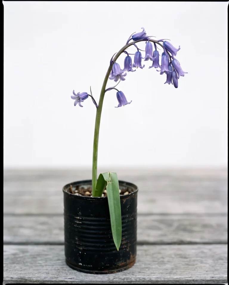 The hybrid bluebell in the third matching can, its stem upright but leaning at the top with most bells on one side and four standing out on the other