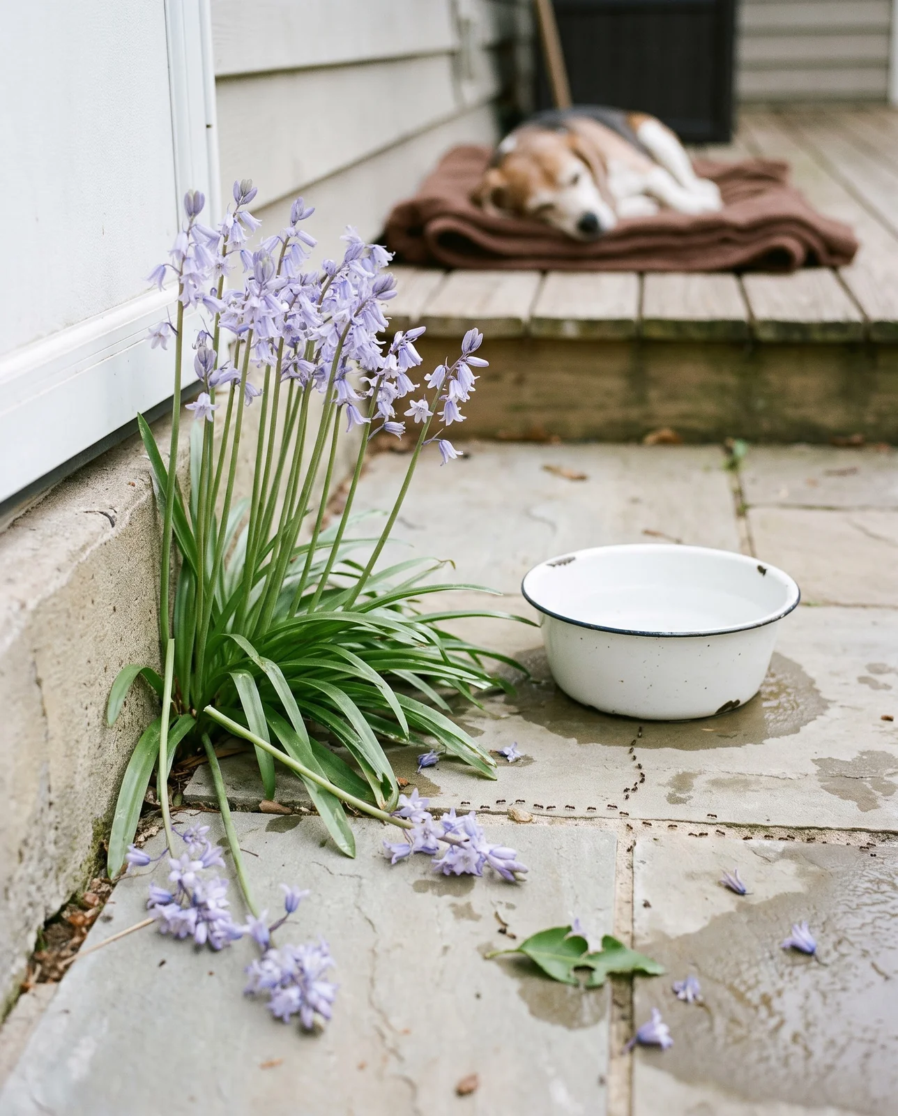 A clump of Spanish bluebells against a back door step beside a chipped enamel water bowl, an old dog asleep on the porch boards beyond