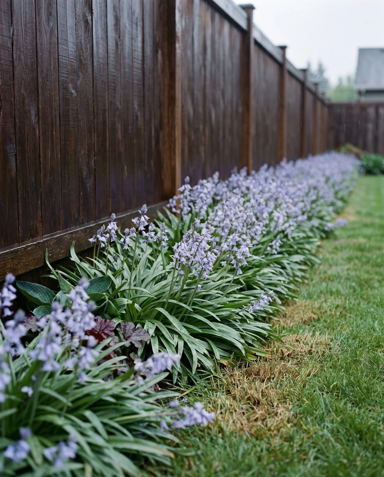A dense Spanish bluebell colony packed along a wet cedar fence in Oregon, pushing under the bottom board into mown lawn