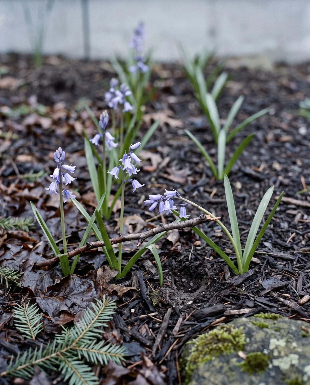 A first-spring bluebell planting in upstate New York, nine widely spaced single stems in two straight lines with bare mulch between them