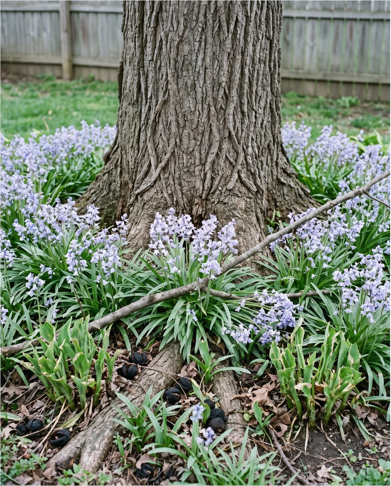 A flowering ring of Spanish bluebells around a black walnut trunk, untouched beside hostas browsed to stubs by deer