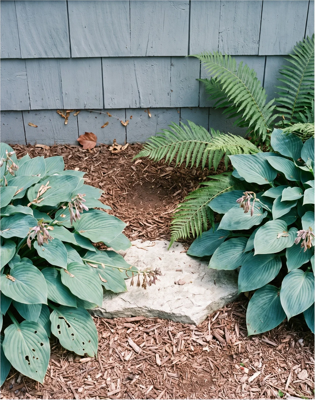 The identical Michigan bed in July from the same camera position, nothing where the bluebells stood but mulch and the marker stone, hostas closed over