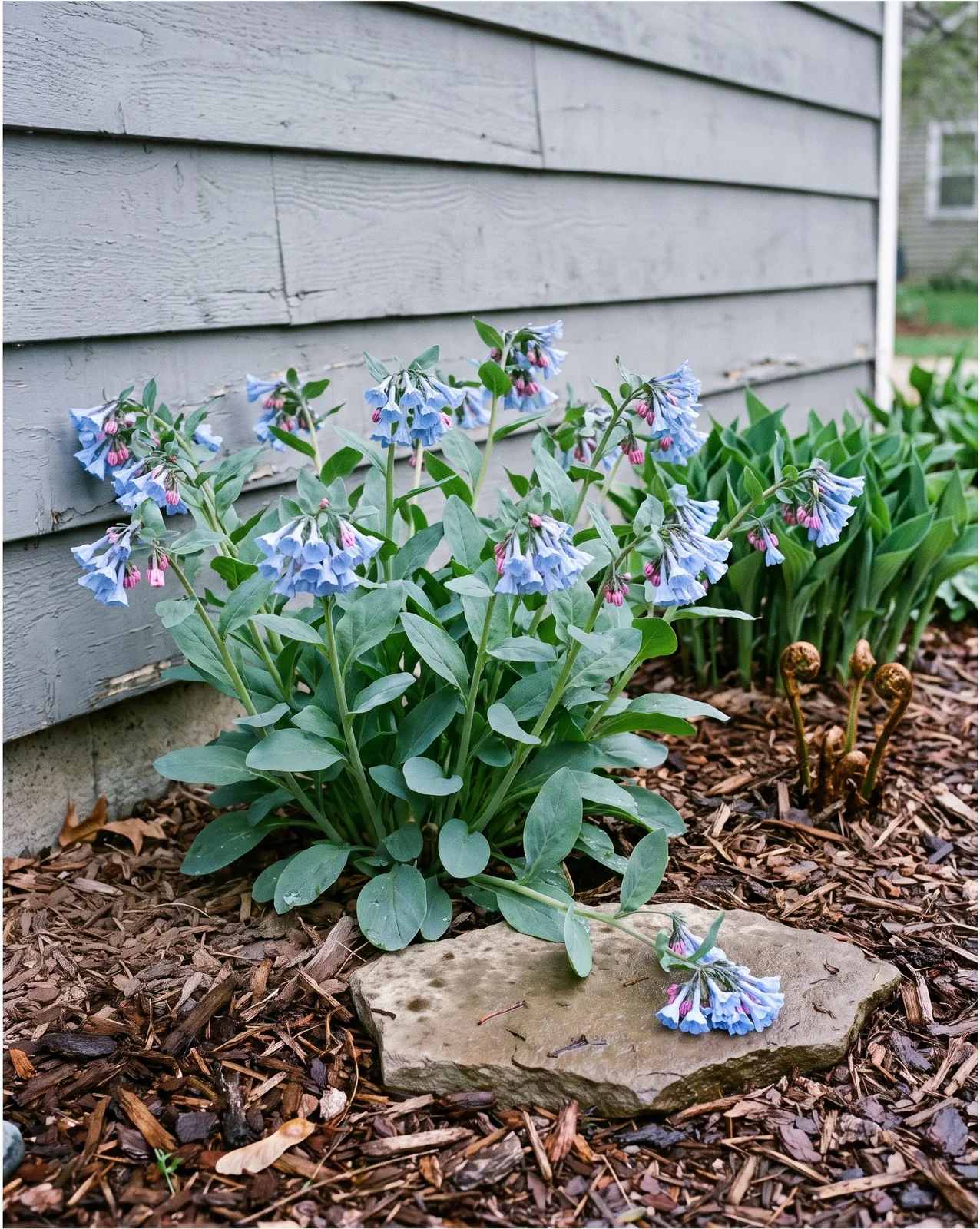 A shaded Michigan bed in late April with a twenty-inch Virginia bluebell clump in full flower, hosta spears still rolled tight behind it
