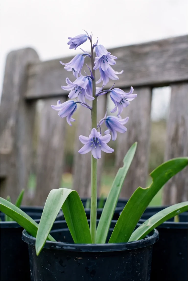 Spanish bluebell in a black nursery can shot at the same height and light, its stem straight upright with pale lavender bells set all round it