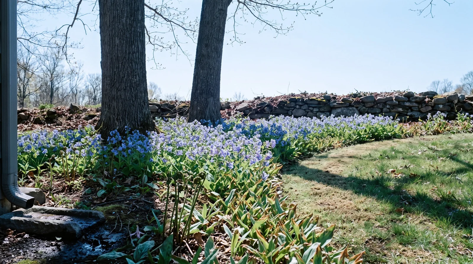 A naturalized bluebell drift running under two bare white oaks in a Pennsylvania back yard, with the mower line cutting a curve through it